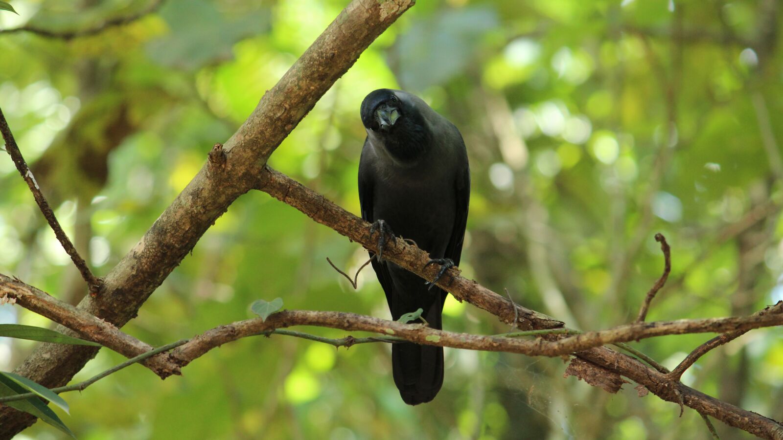 Canon EOS 1300D (EOS Rebel T6 / EOS Kiss X80) sample photo. Crow, avian, bird photography