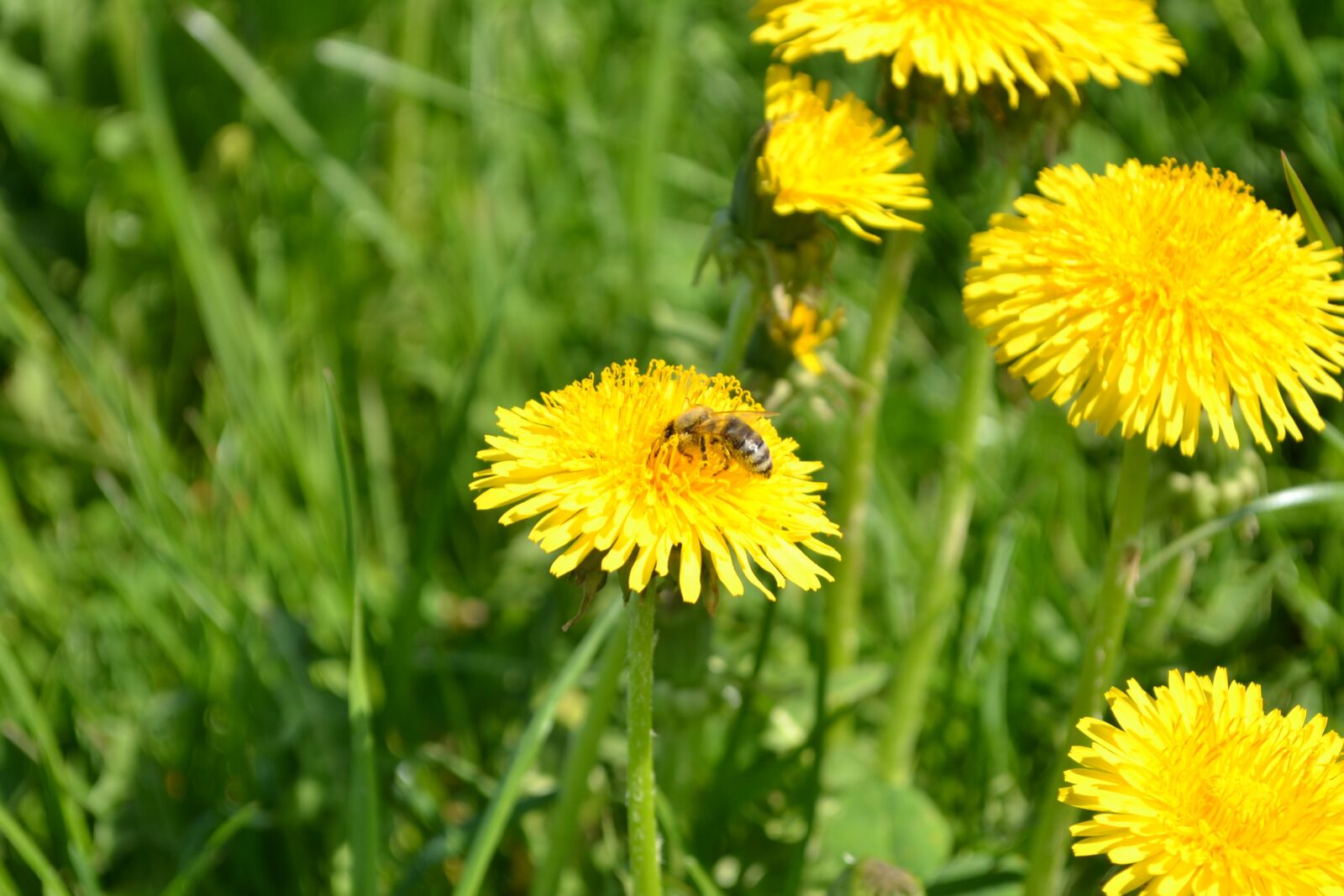 Nikon D3100 sample photo. Flower, bee, greens photography