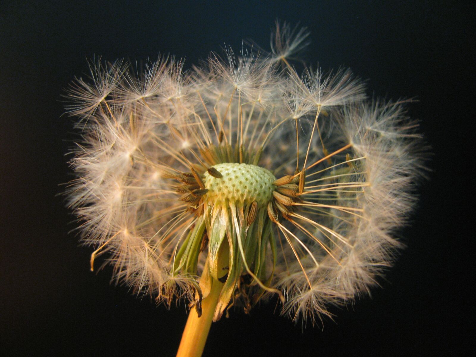Canon PowerShot SX110 IS sample photo. Dandelion, seeds, weed photography