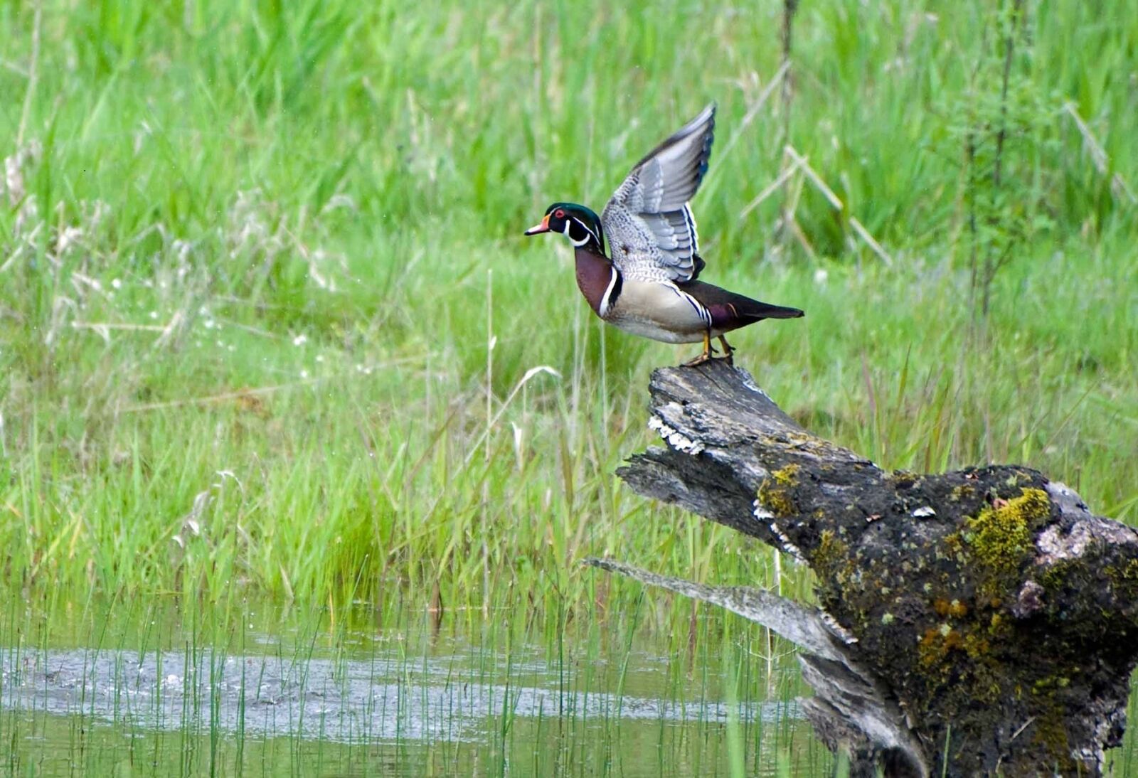 Nikon D700 sample photo. Wood duck, taking flight photography