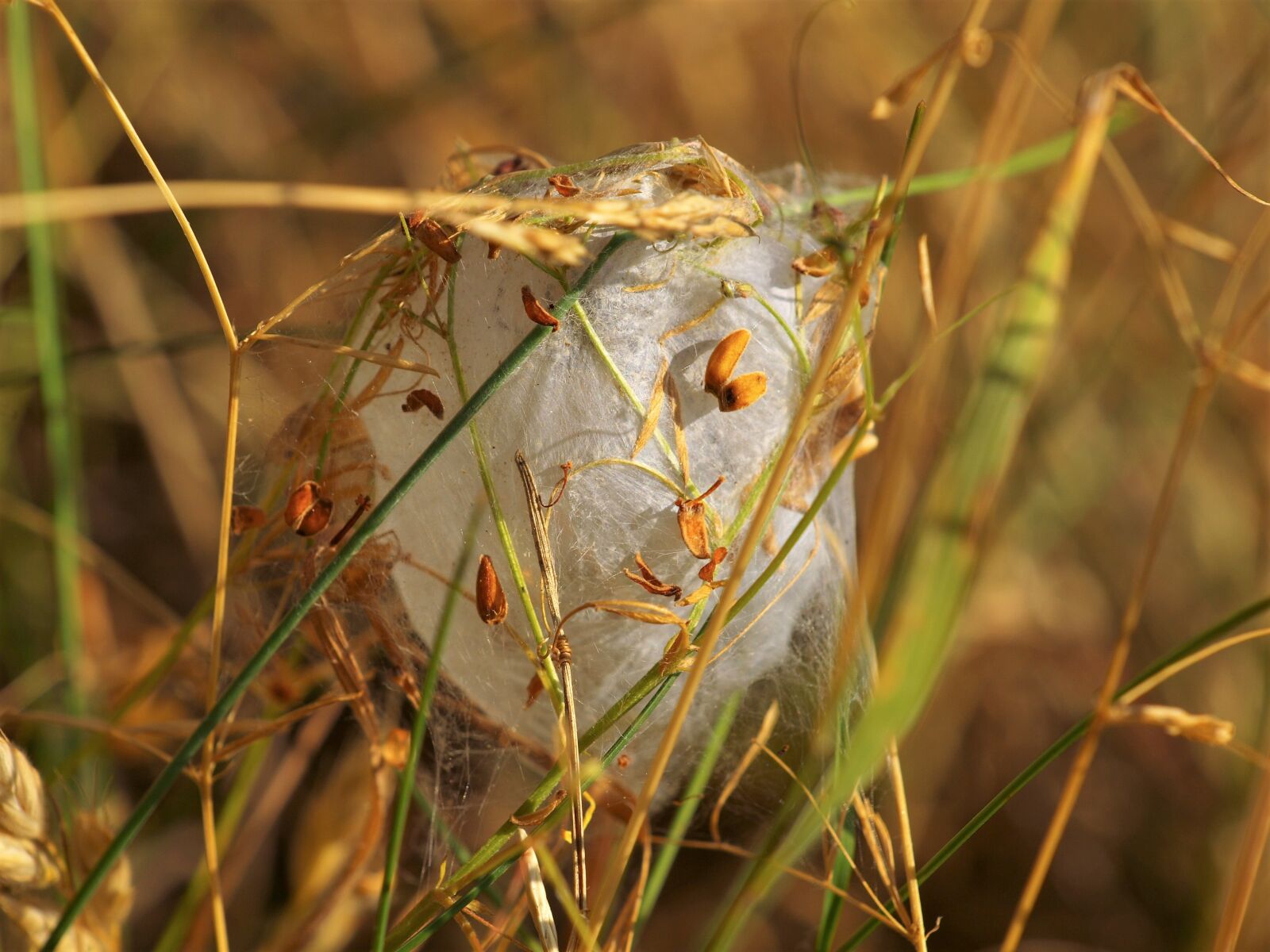Olympus E-420 (EVOLT E-420) sample photo. Cocoon, hatching, caterpillar photography