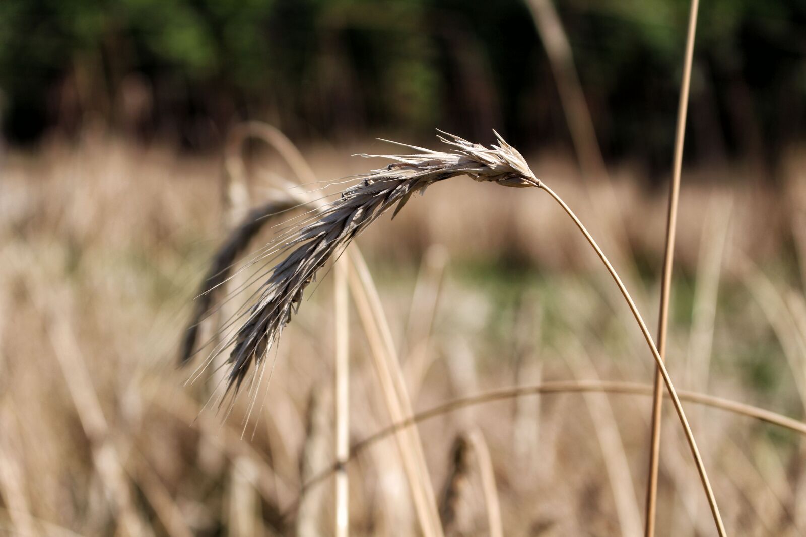 Canon EOS 700D (EOS Rebel T5i / EOS Kiss X7i) sample photo. Rye, corn, ears photography
