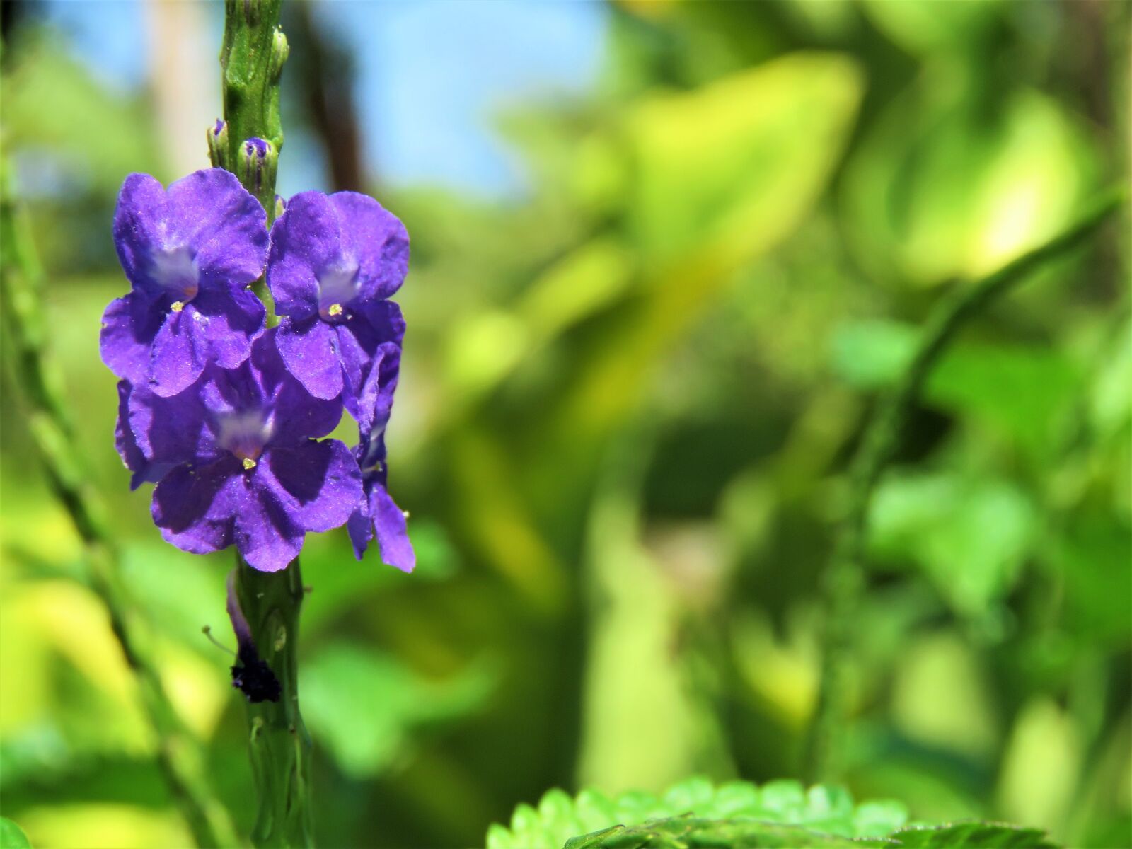 Canon PowerShot SX60 HS sample photo. Flower, purple, plants photography