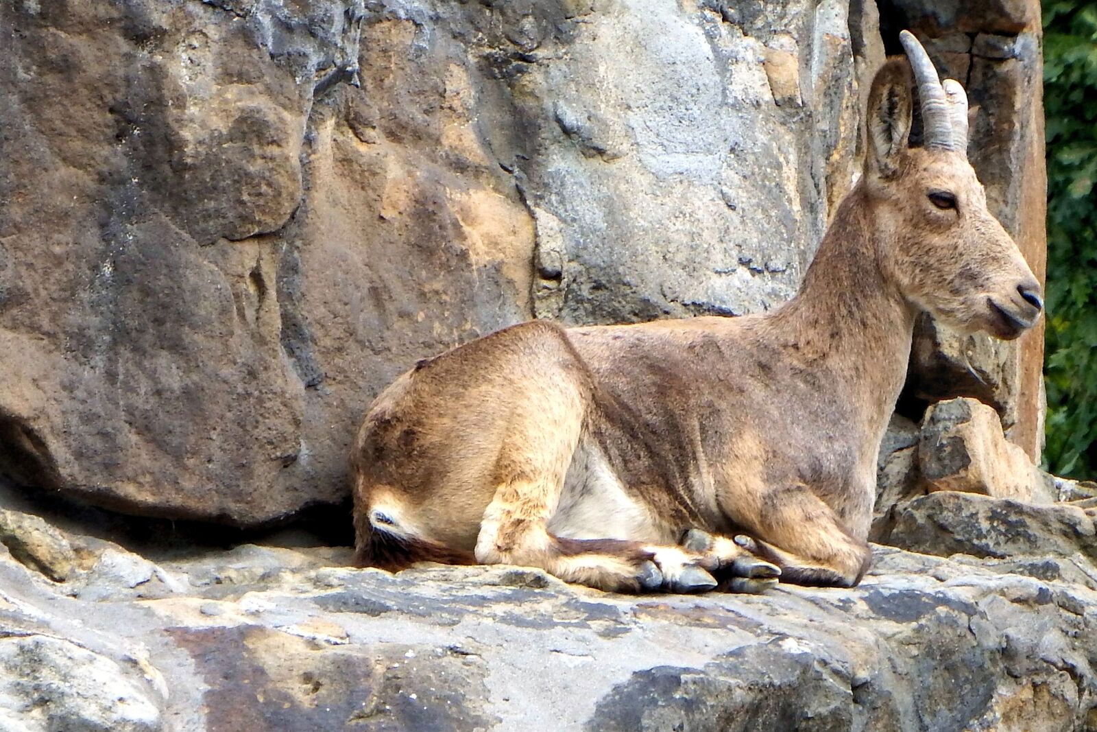 Fujifilm FinePix SL1000 sample photo. Animal, mammal, horns photography
