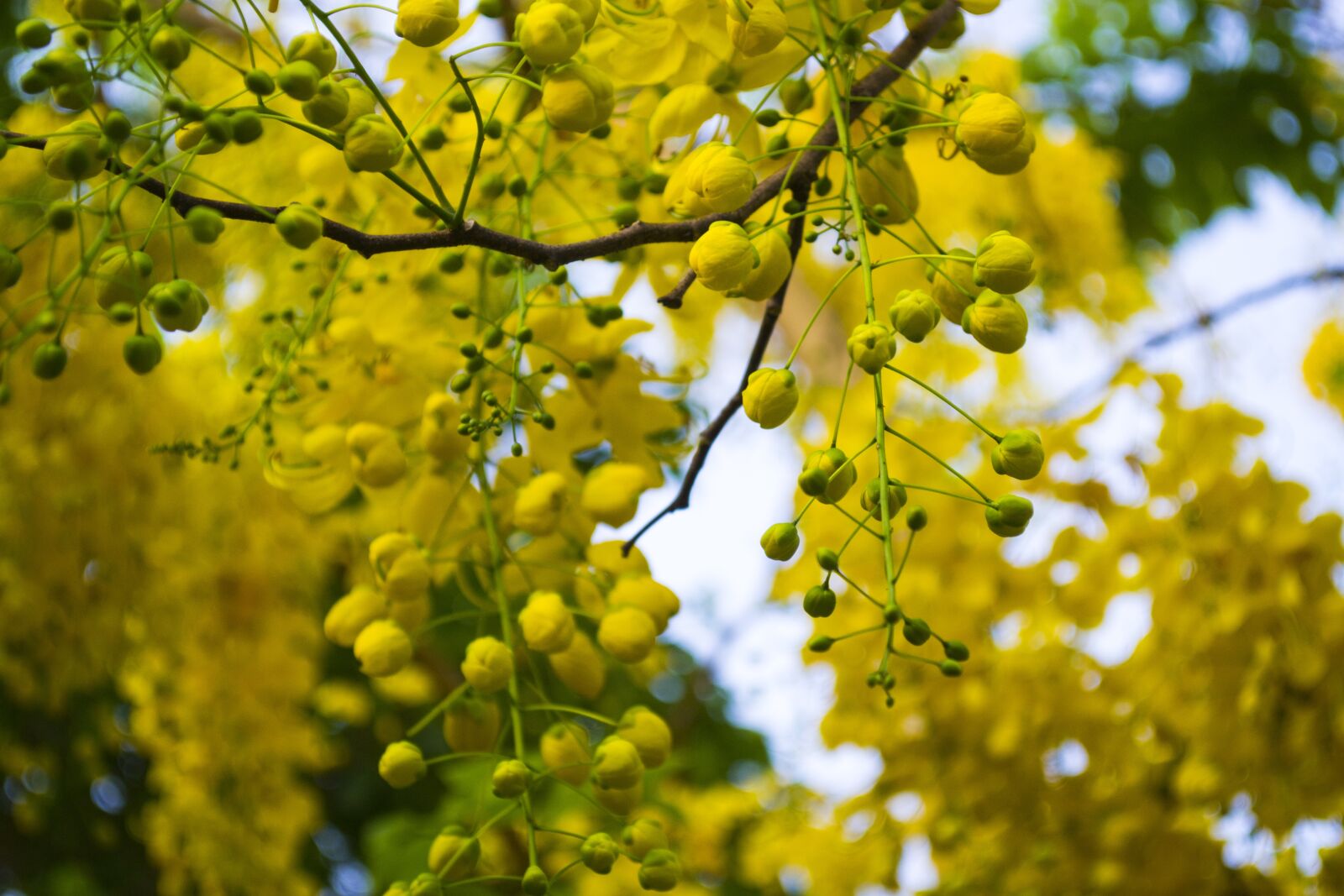 Nikon D3100 sample photo. Cassia fistula, golden shower photography