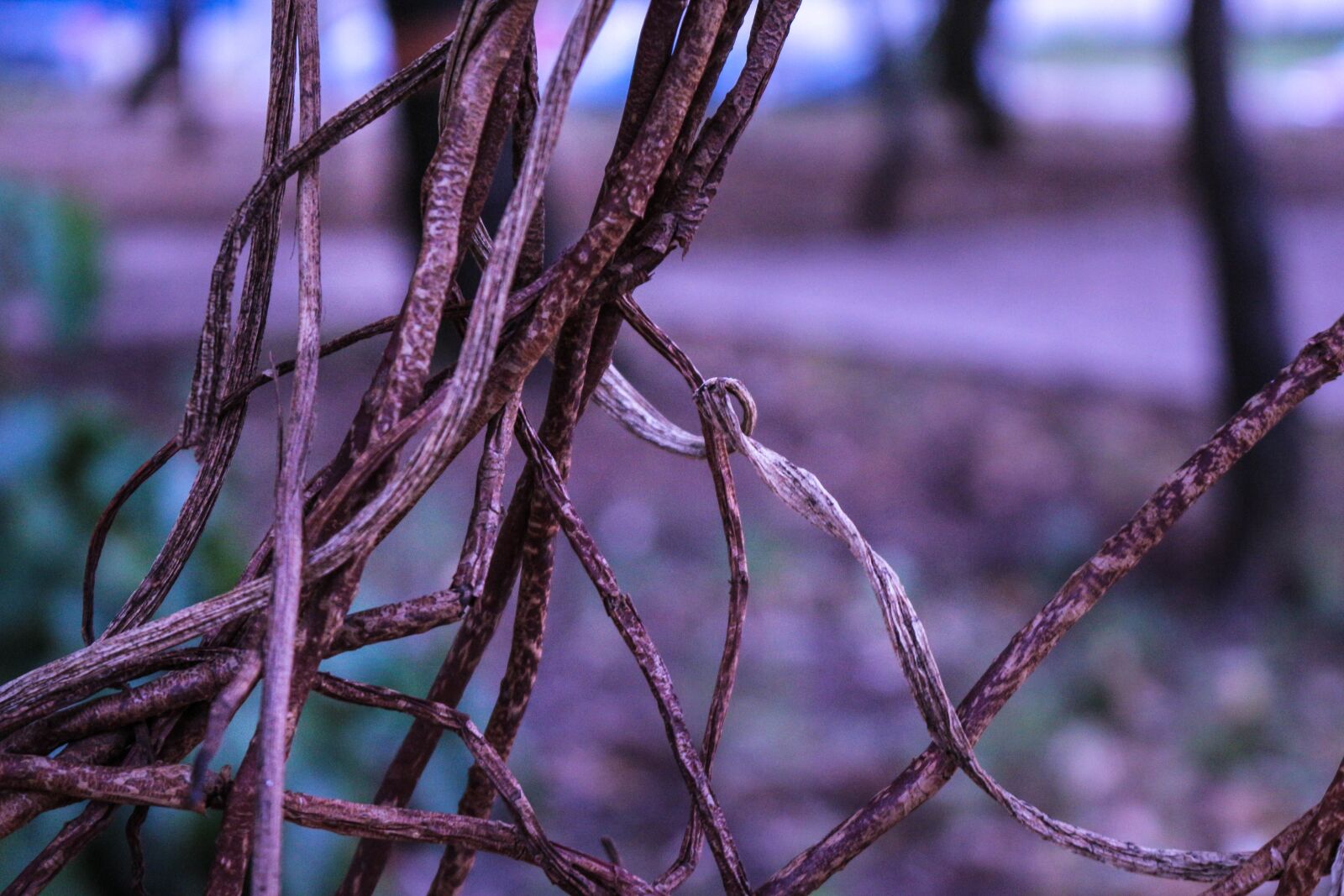 Canon EOS 700D (EOS Rebel T5i / EOS Kiss X7i) sample photo. Nature, dry, foliage dries photography