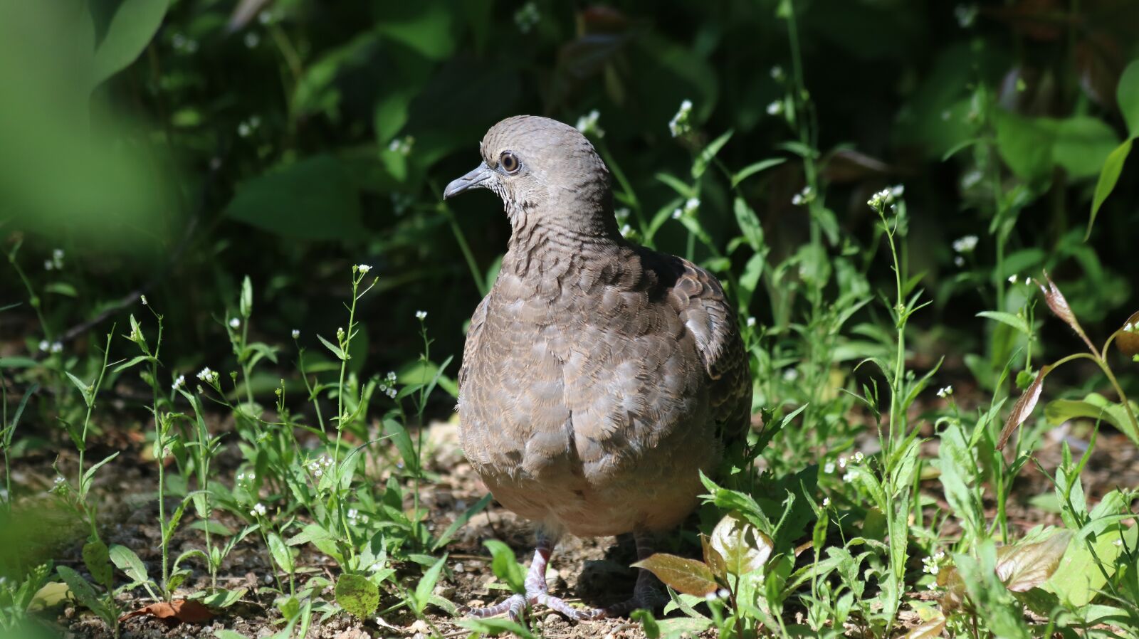 Canon EOS 750D (EOS Rebel T6i / EOS Kiss X8i) sample photo. New, nature, wildlife photography