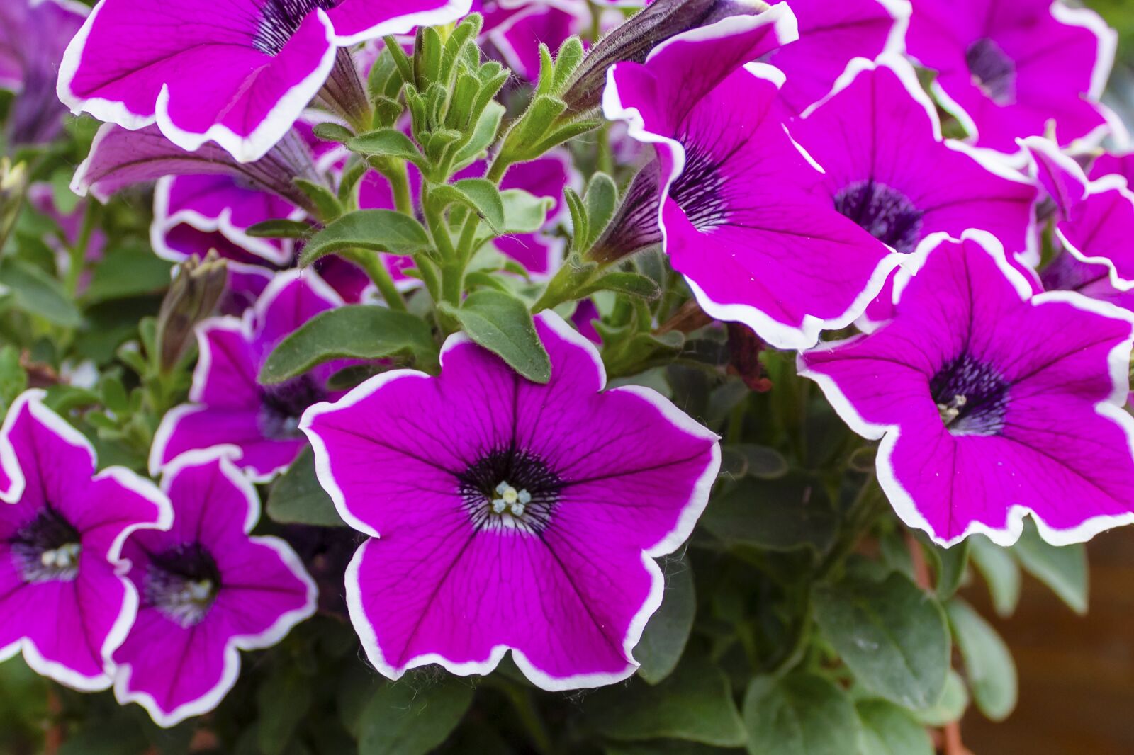 Canon EOS 1300D (EOS Rebel T6 / EOS Kiss X80) sample photo. Petunia, flower, flowers photography