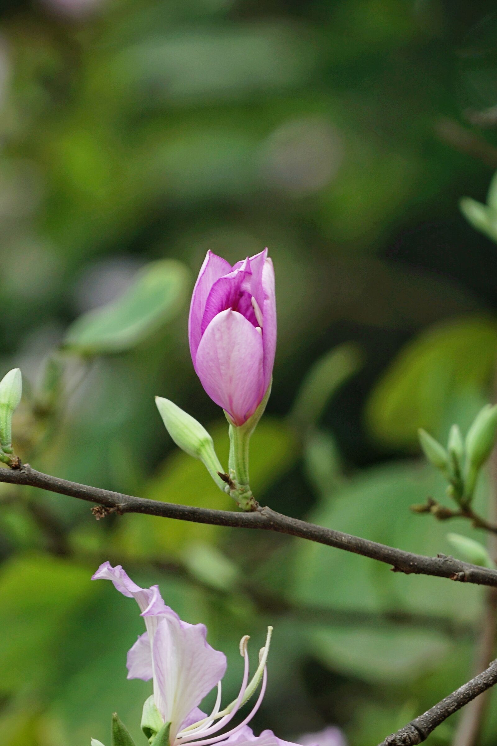 Sony a7R II + Sony FE 70-200mm F4 G OSS sample photo. Nature, leaf, plant photography