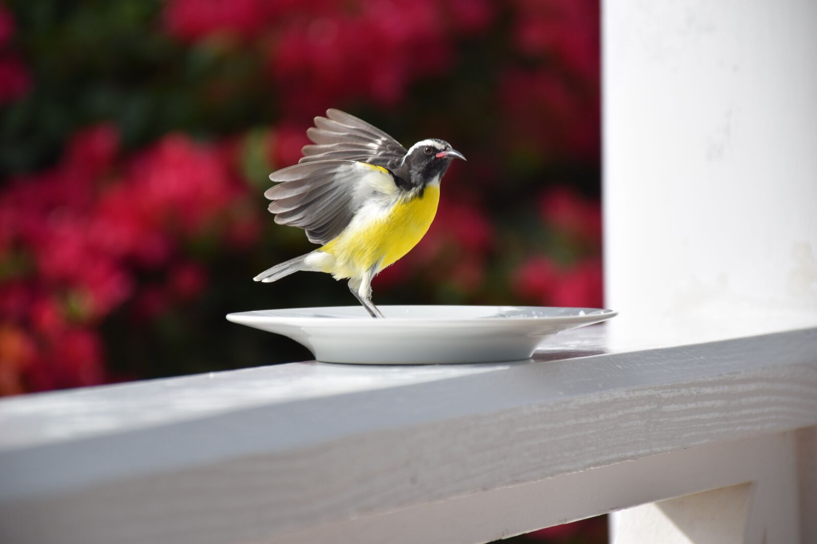 Nikon D5300 sample photo. Nature, outdoor, garden photography