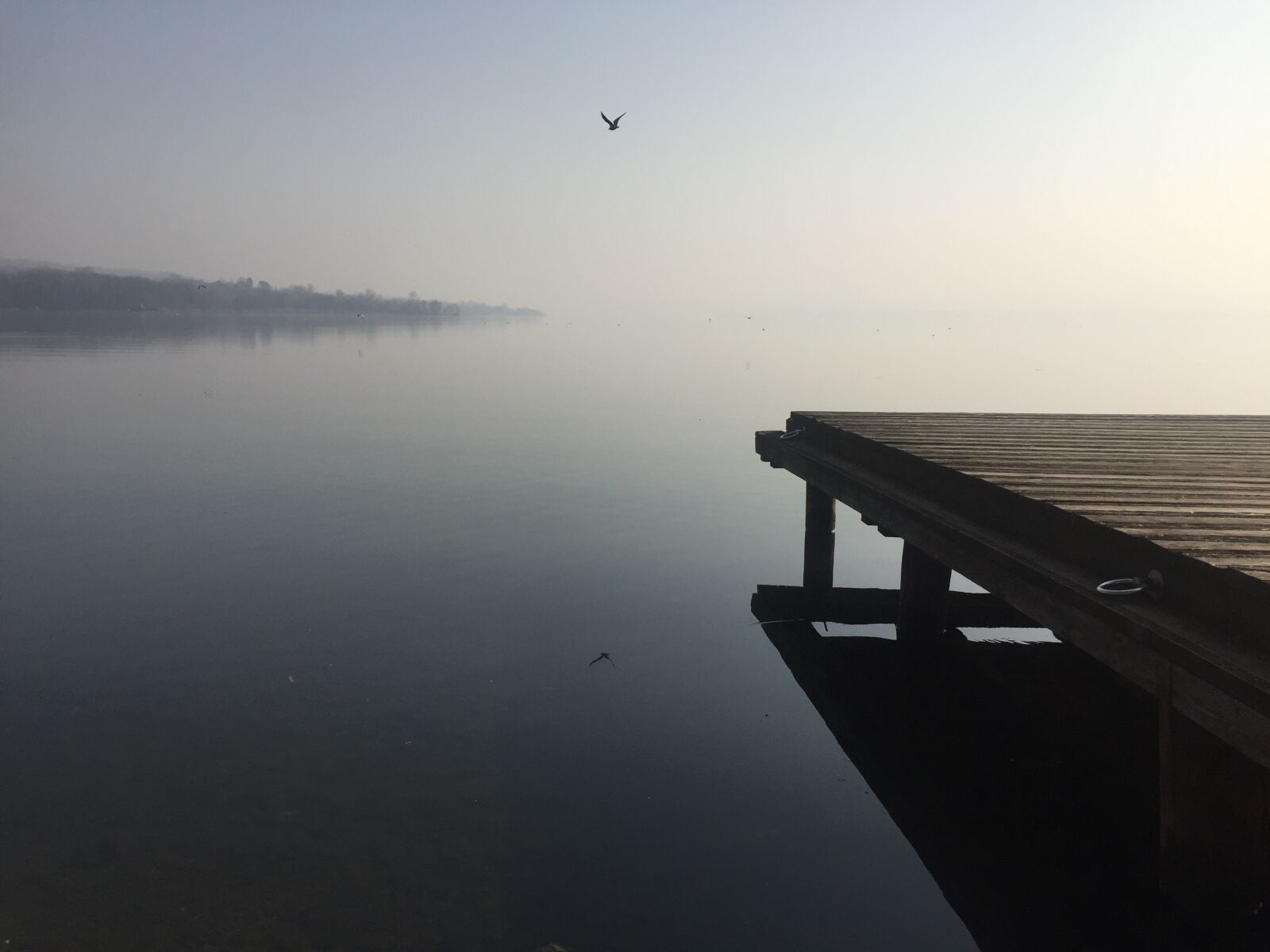 Apple iPhone 6 sample photo. Lake, varese, seagull photography
