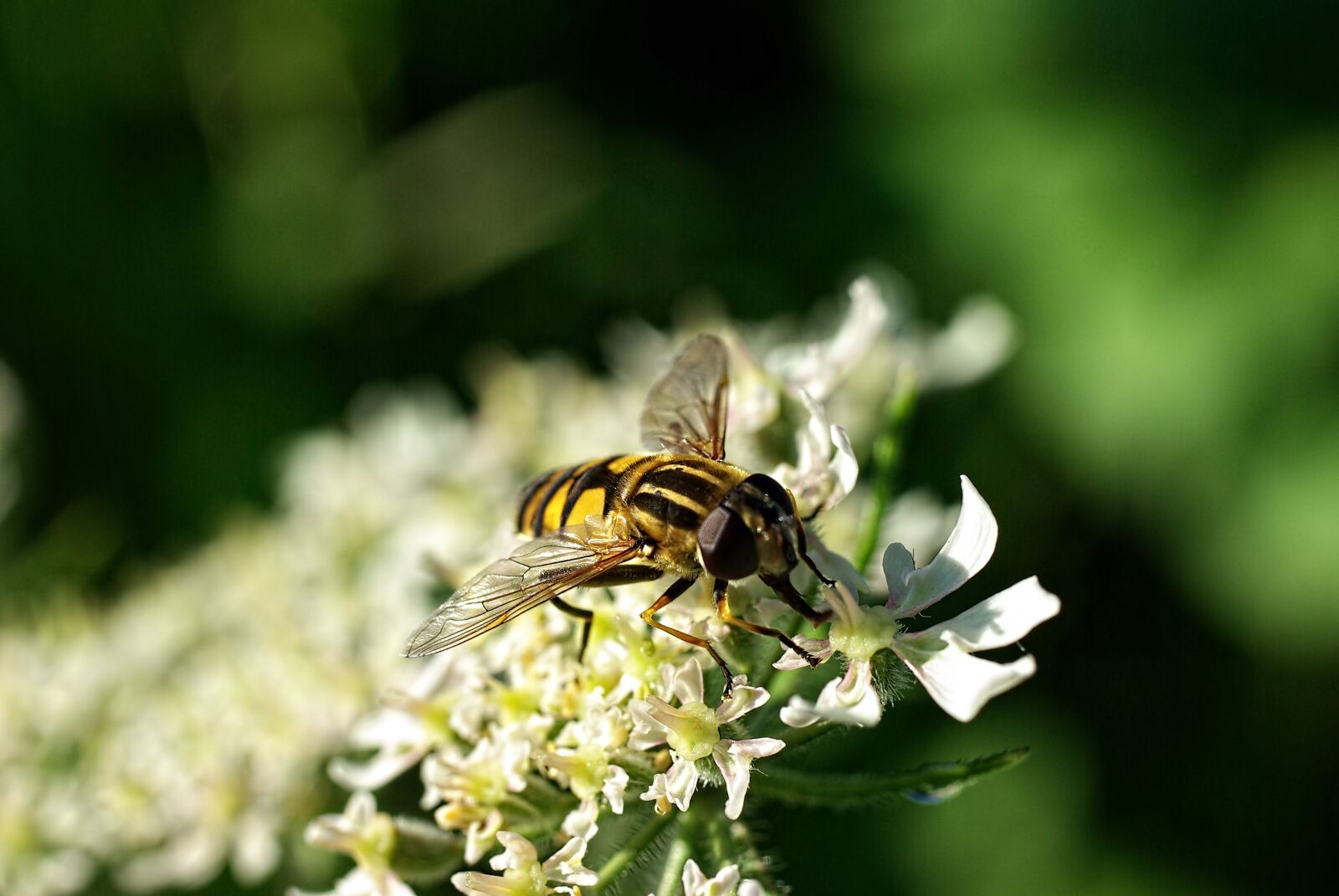 Pentax K10D sample photo. Macro, bug, nature photography