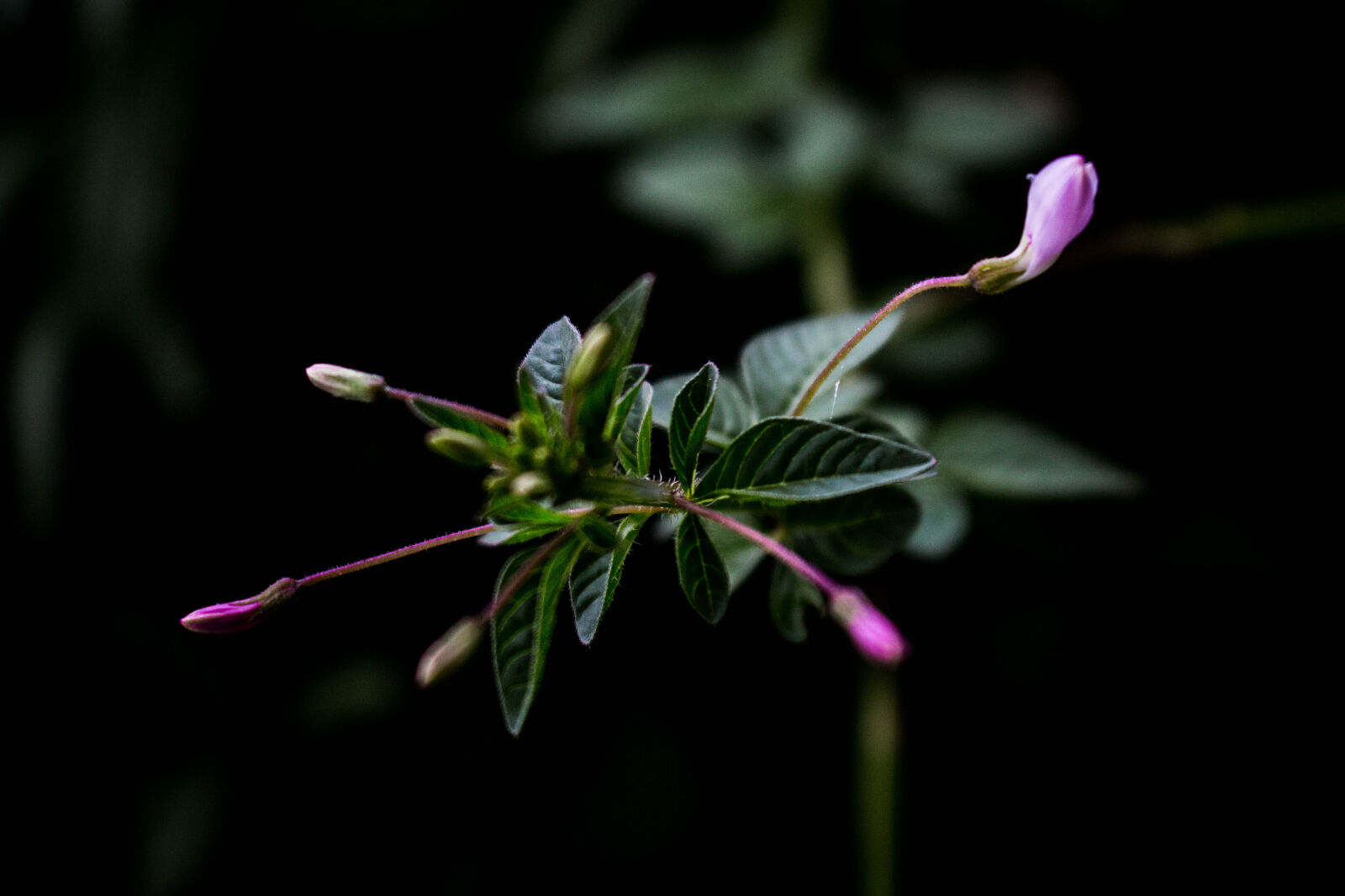 Canon EOS 700D (EOS Rebel T5i / EOS Kiss X7i) sample photo. Beautiful, flowers photography