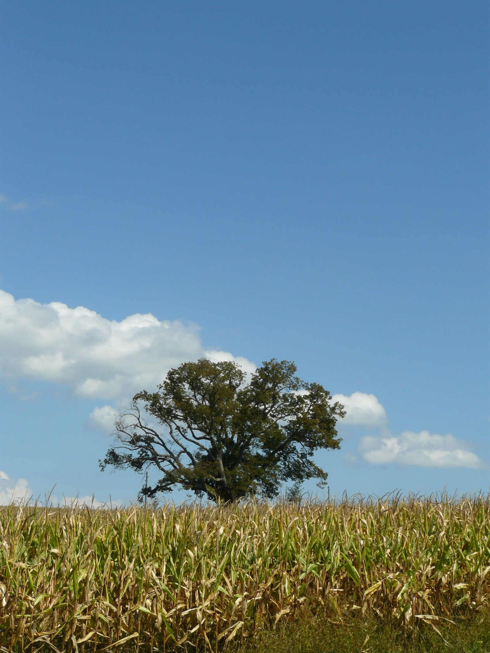 Panasonic DMC-FZ8 sample photo. Tree, lonely, field photography