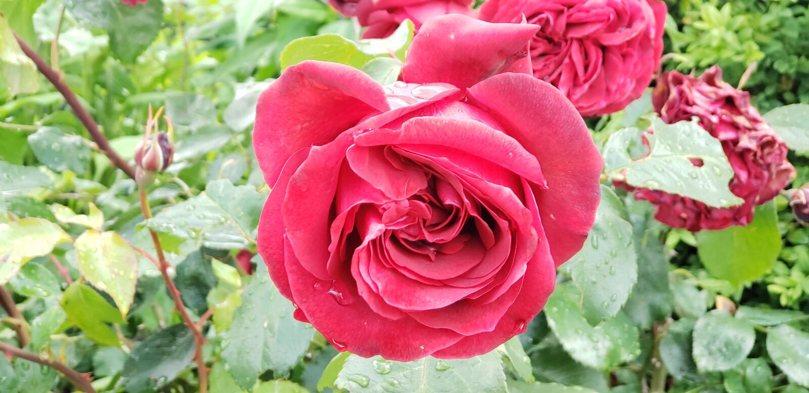 Samsung Galaxy Note9 sample photo. Red rose, roses, flowers photography