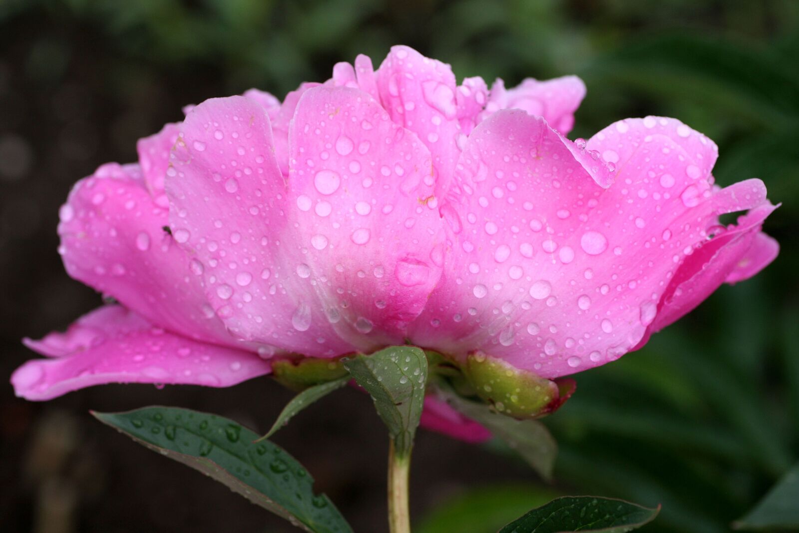 Canon EOS 350D (EOS Digital Rebel XT / EOS Kiss Digital N) sample photo. Flower, peony, pink photography