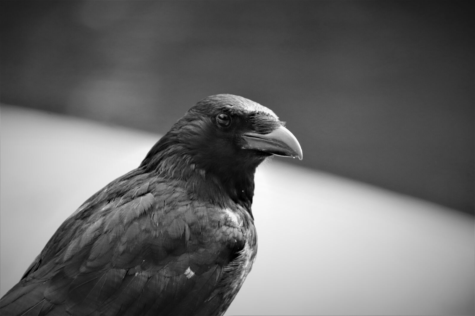 Canon EOS 800D (EOS Rebel T7i / EOS Kiss X9i) sample photo. Corneille, corvidae, birds photography
