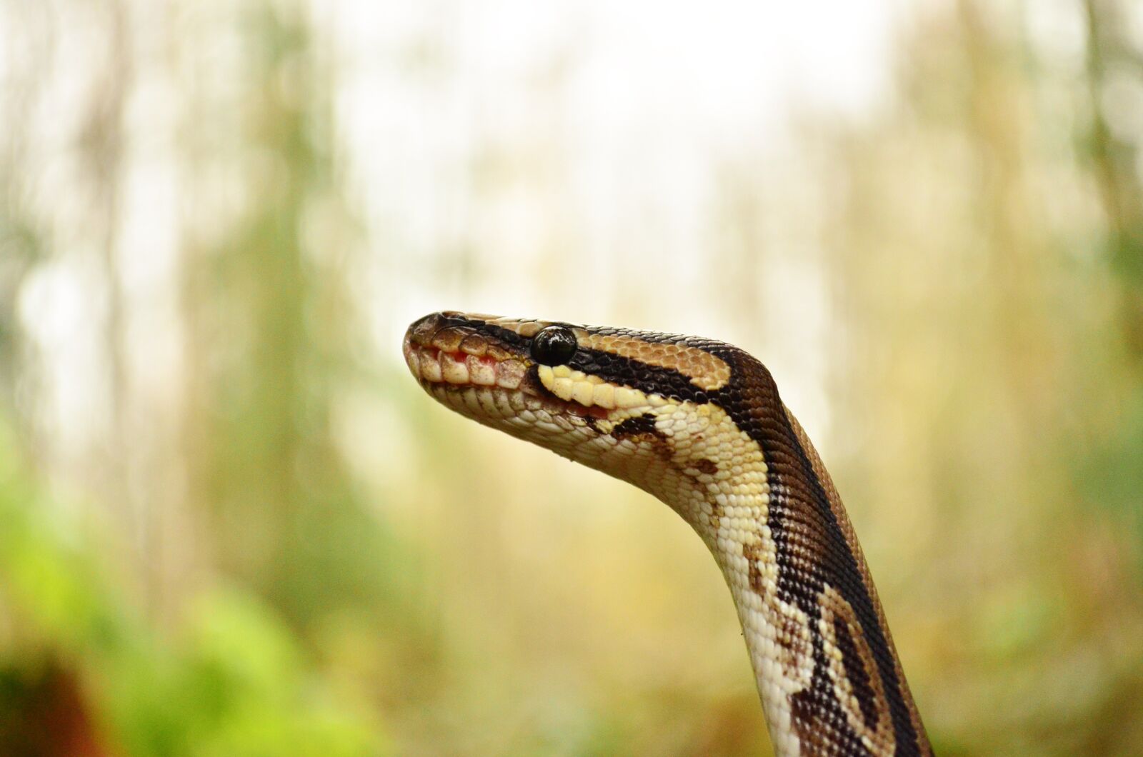 Nikon D5100 sample photo. Snake, python, reptile photography