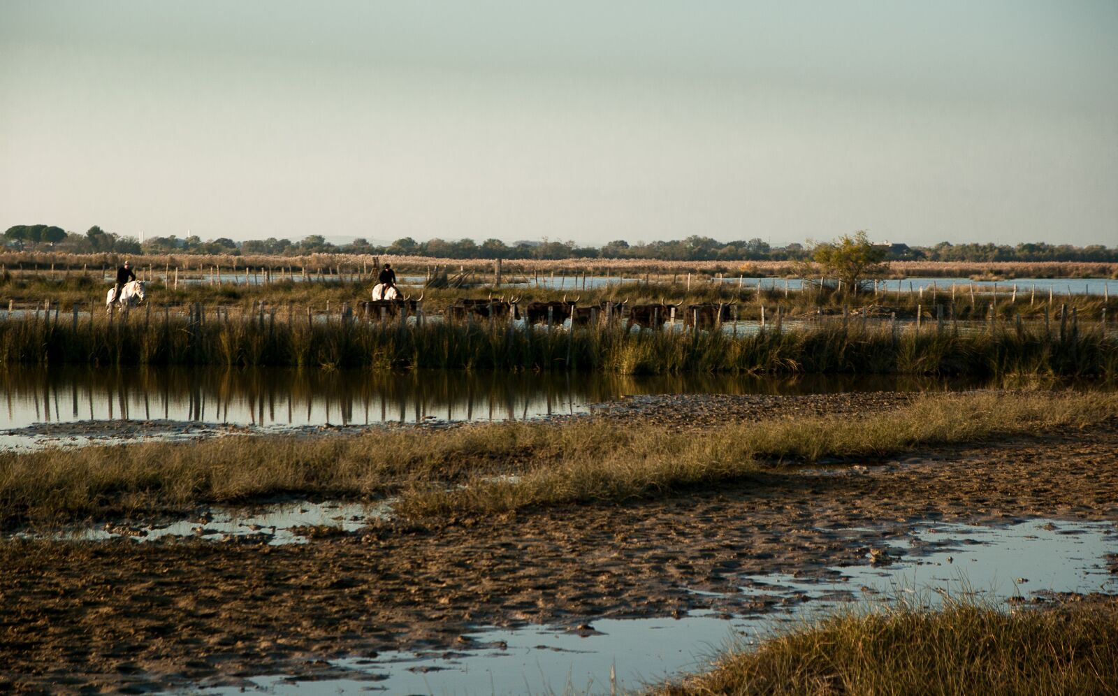 Pentax K10D sample photo. Camargue, marsh, bulls photography