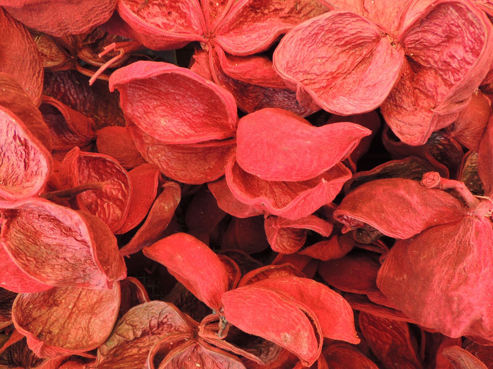 Nikon Coolpix P510 sample photo. Colored, nutshell, red photography