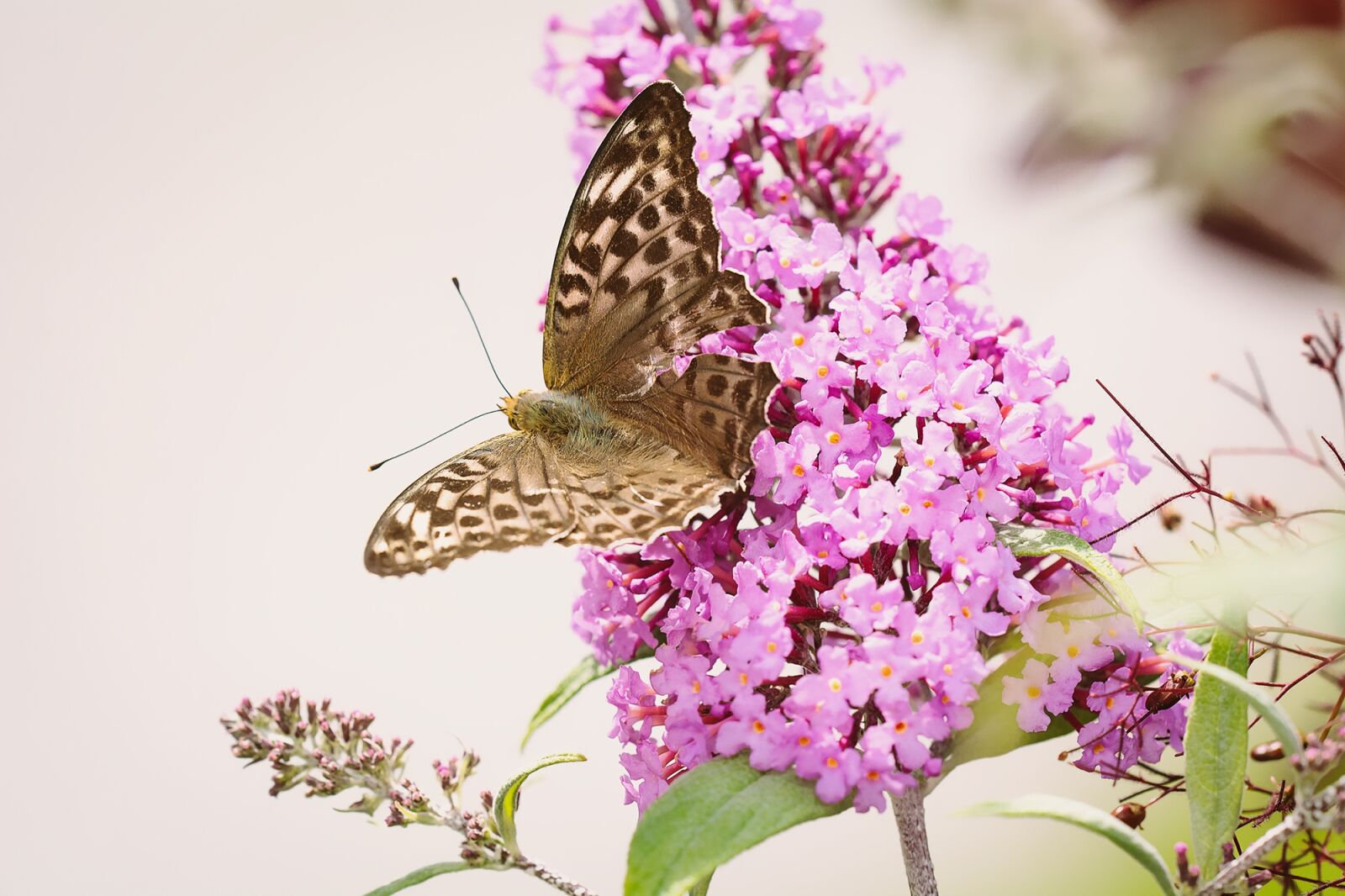 Nikon D7100 sample photo. Butterfly, fritillary, edelfalter photography