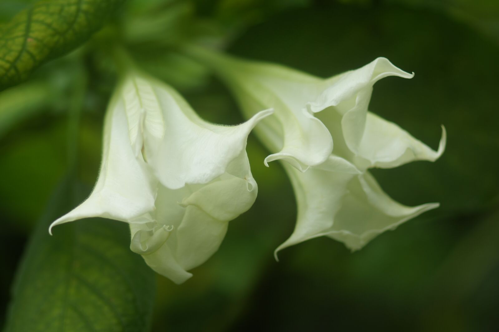 Sony SLT-A55 (SLT-A55V) + Tamron SP AF 90mm F2.8 Di Macro sample photo. White, flower, two photography