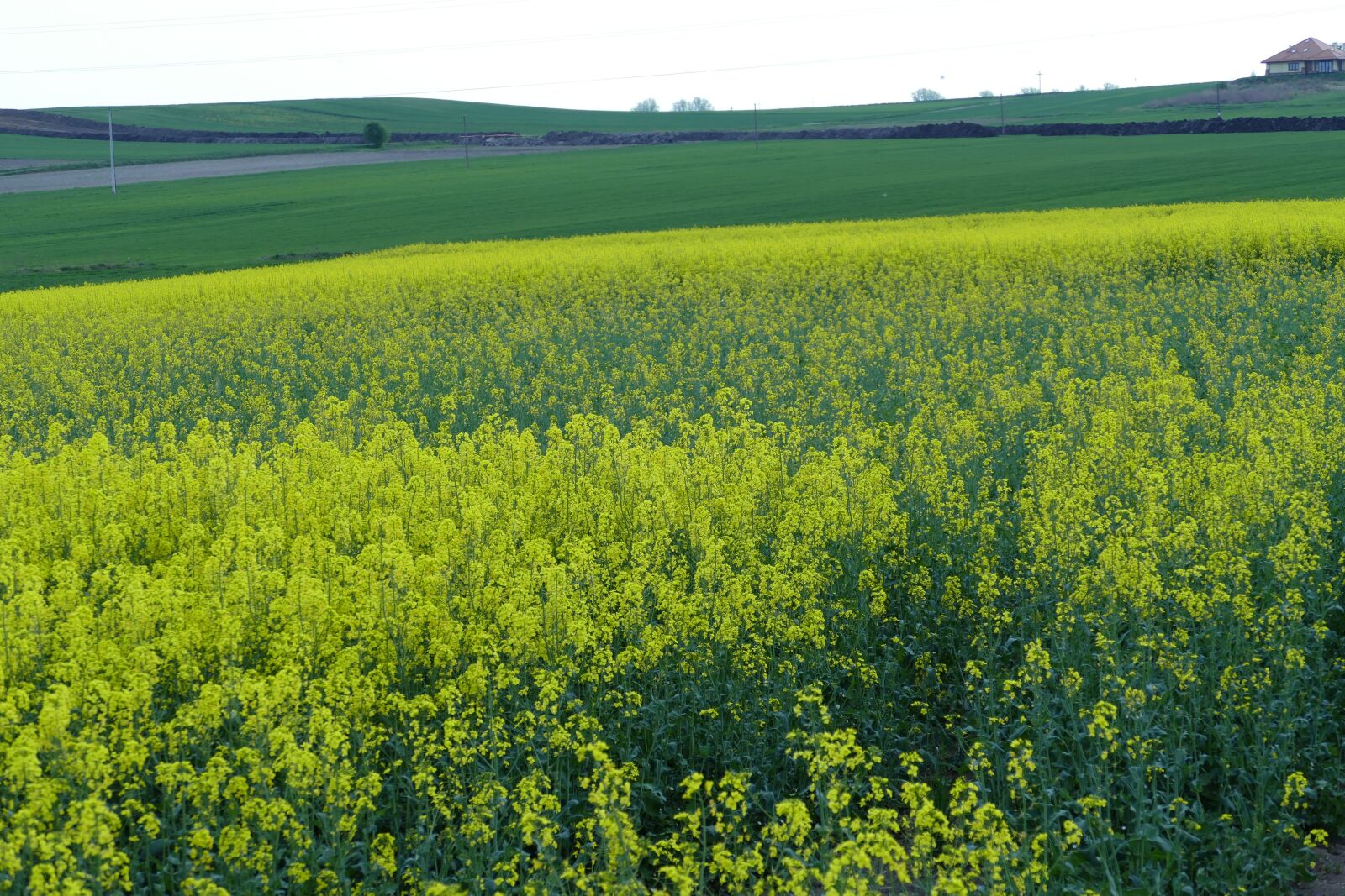 Panasonic Lumix DMC-FZ1000 sample photo. Field, rapeseed, agriculture photography