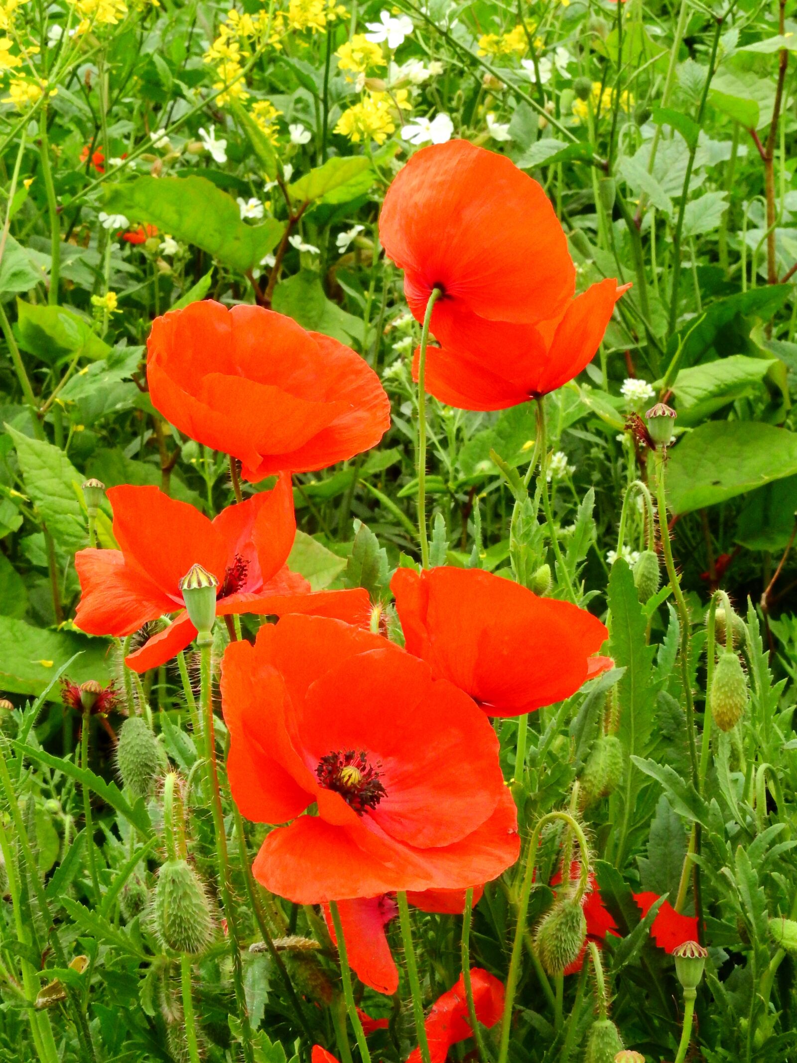 Nikon Coolpix P900 sample photo. Meadow, flower meadow, nature photography