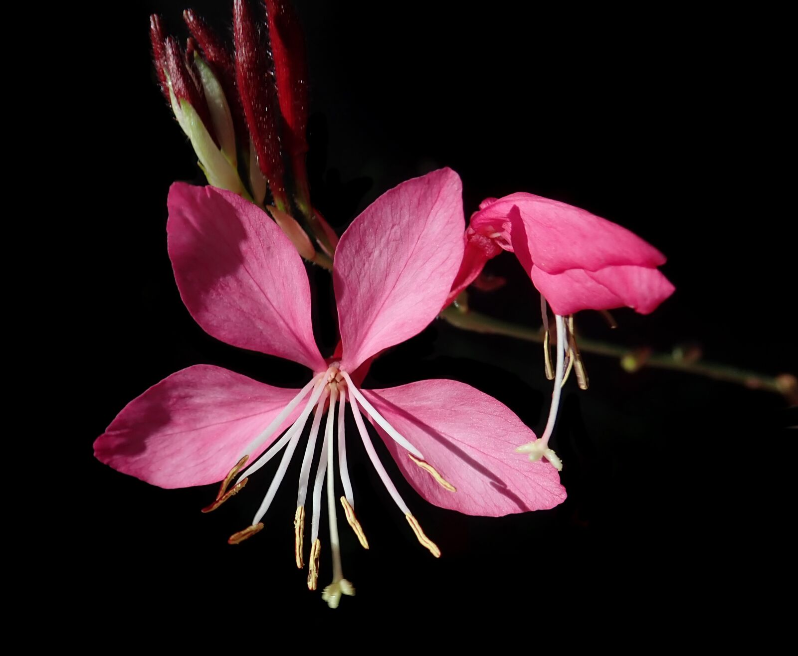 Olympus TG-5 sample photo. Flower, gaura, pink photography