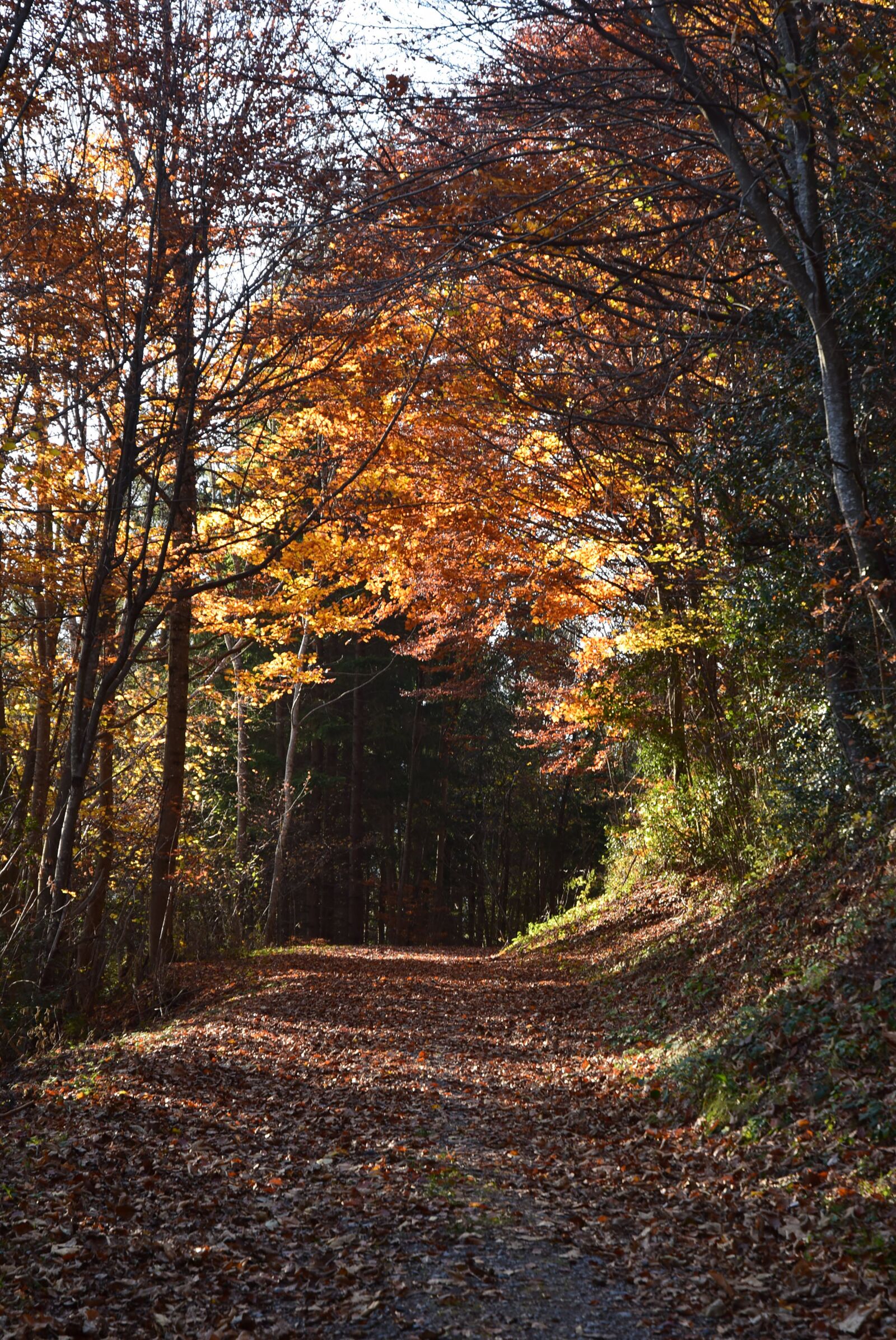 Nikon D5300 sample photo. Autumn, away, nature photography