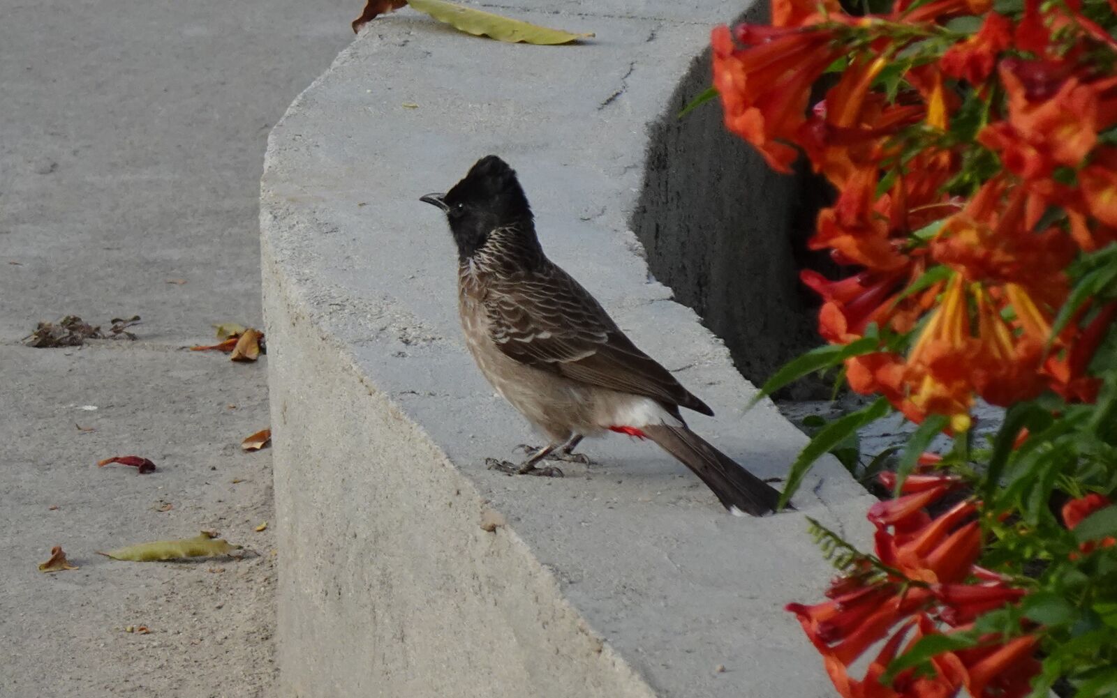 Sony DSC-WX800 sample photo. Bird, red-vented bulbul, pycnonotus photography
