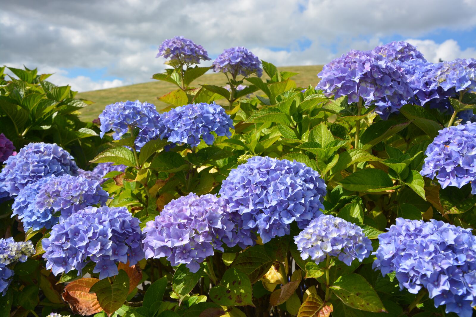 Nikon D5200 sample photo. Hydrangeas, blue, purple photography