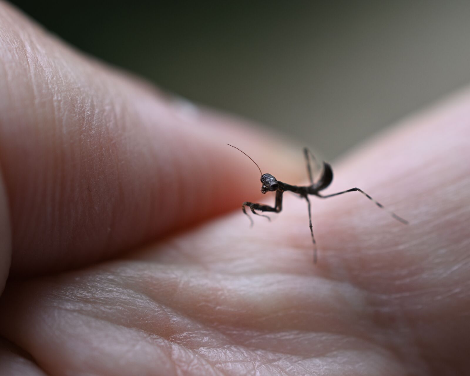 Nikon D3500 sample photo. Mantis, brown, black photography