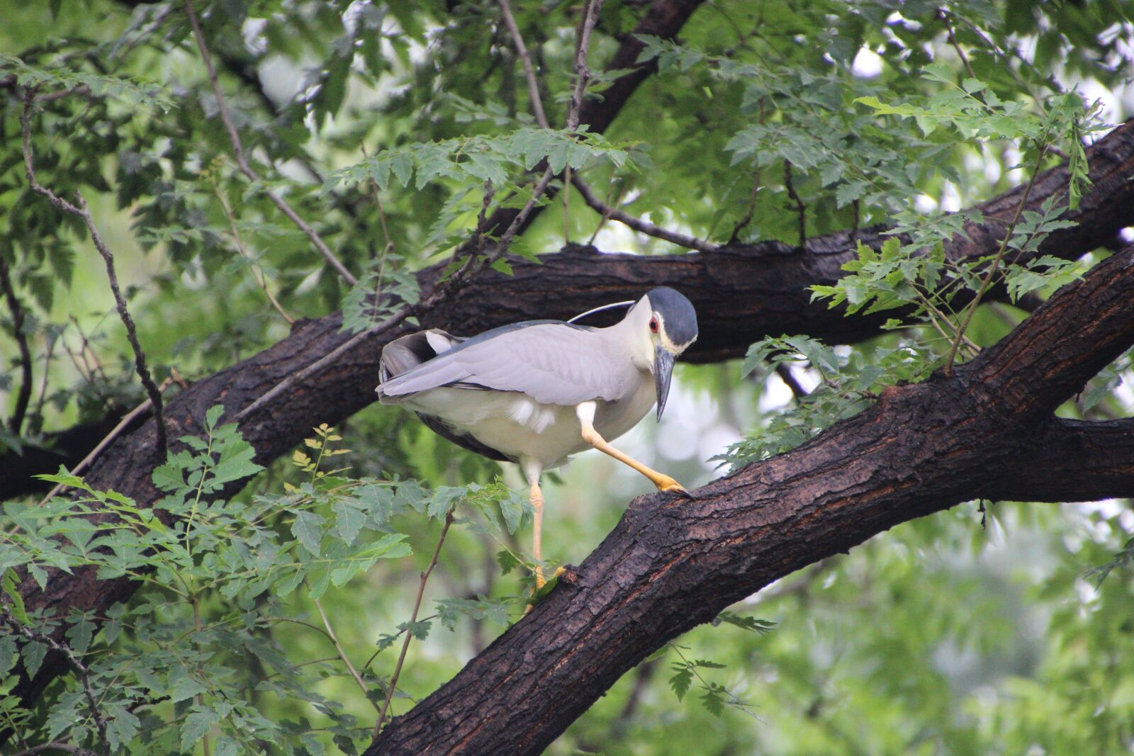 Canon EOS 600D (Rebel EOS T3i / EOS Kiss X5) sample photo. Night heron, perched night photography
