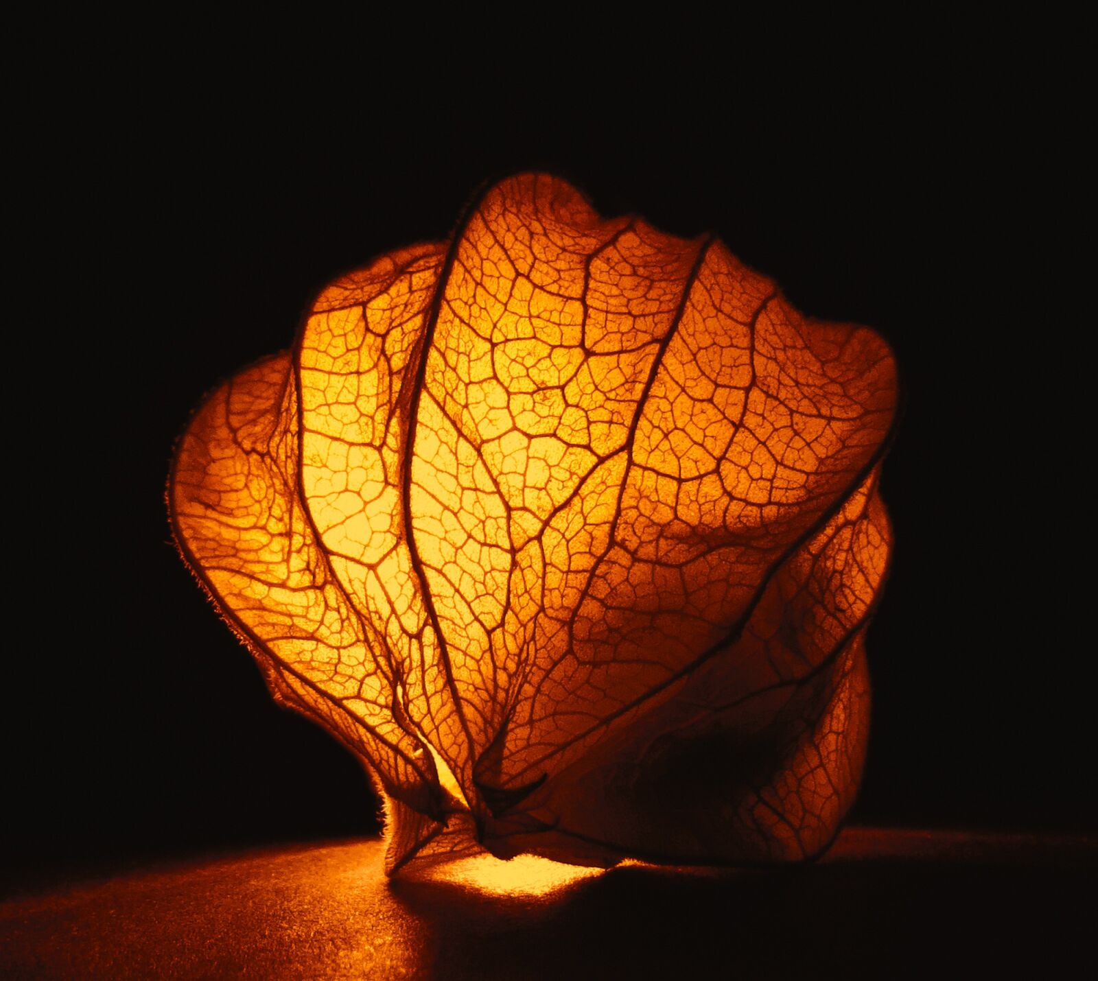 Canon PowerShot SX50 HS sample photo. Physalis, capsule gooseberry, fruit photography