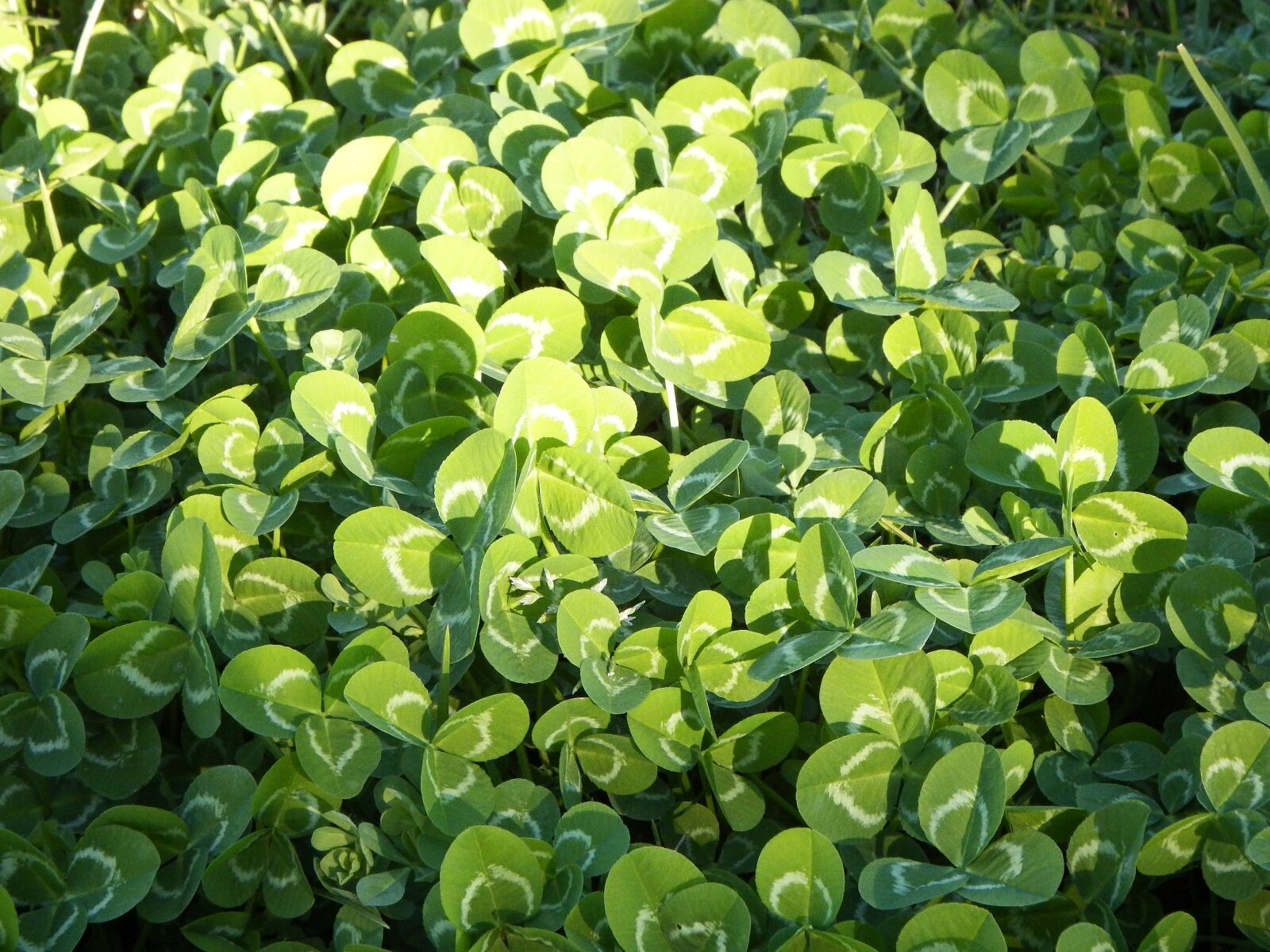 Fujifilm FinePix SL1000 sample photo. Clover, meadow, green photography