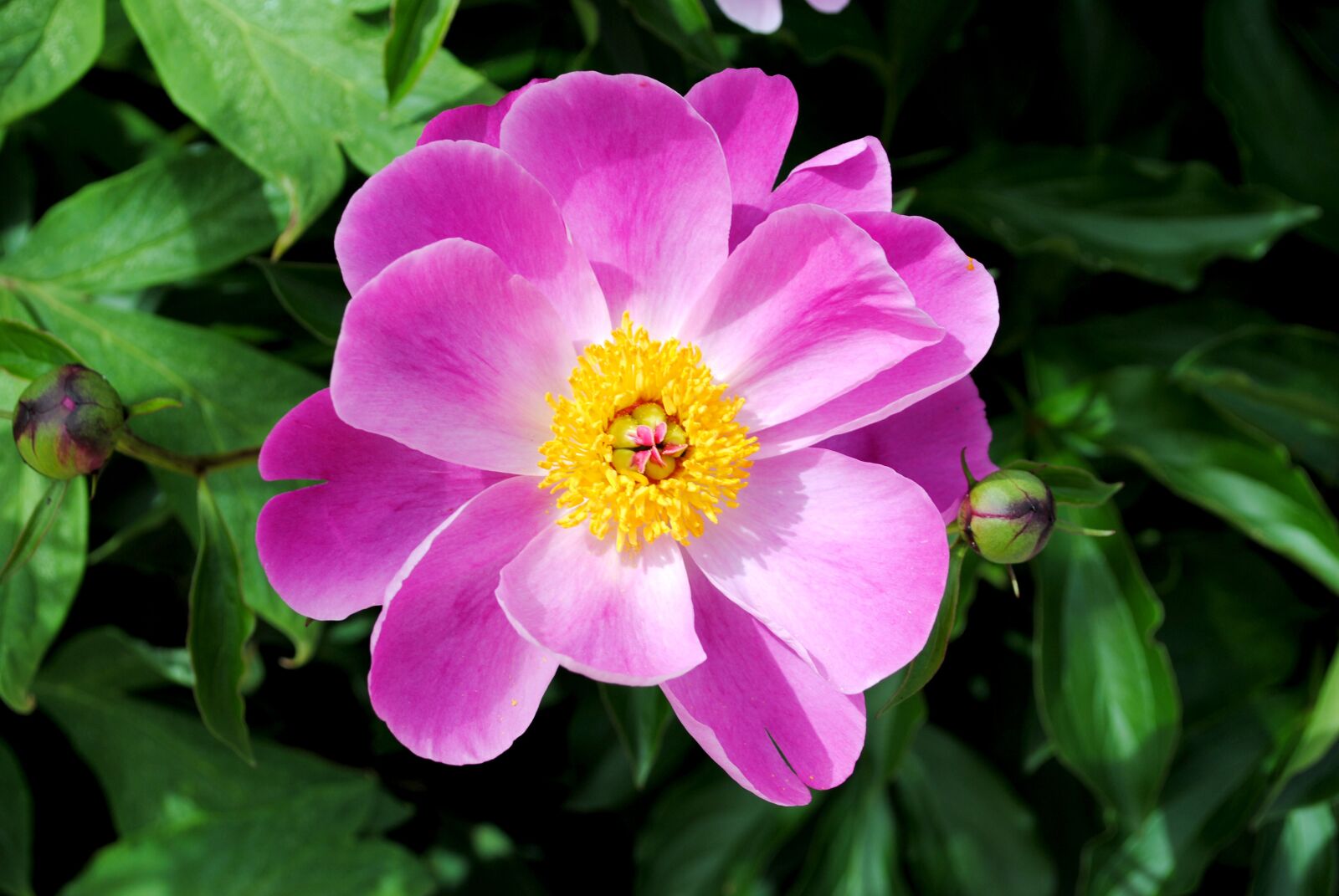 Nikon D3000 sample photo. Flower, meadow, nature photography