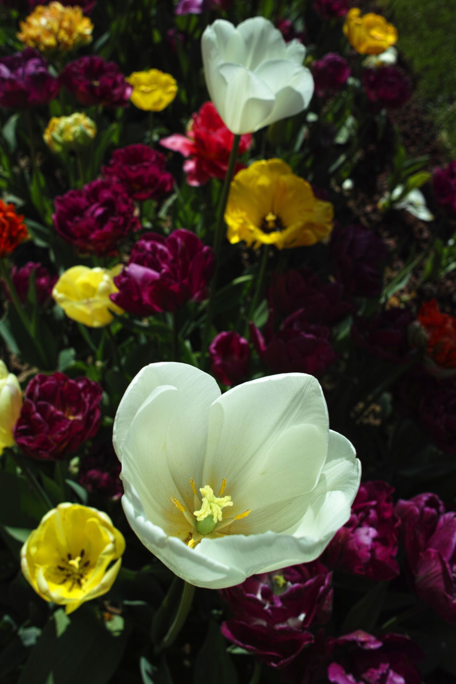 Sigma DP1 Merrill sample photo. Tulips, white, flower photography