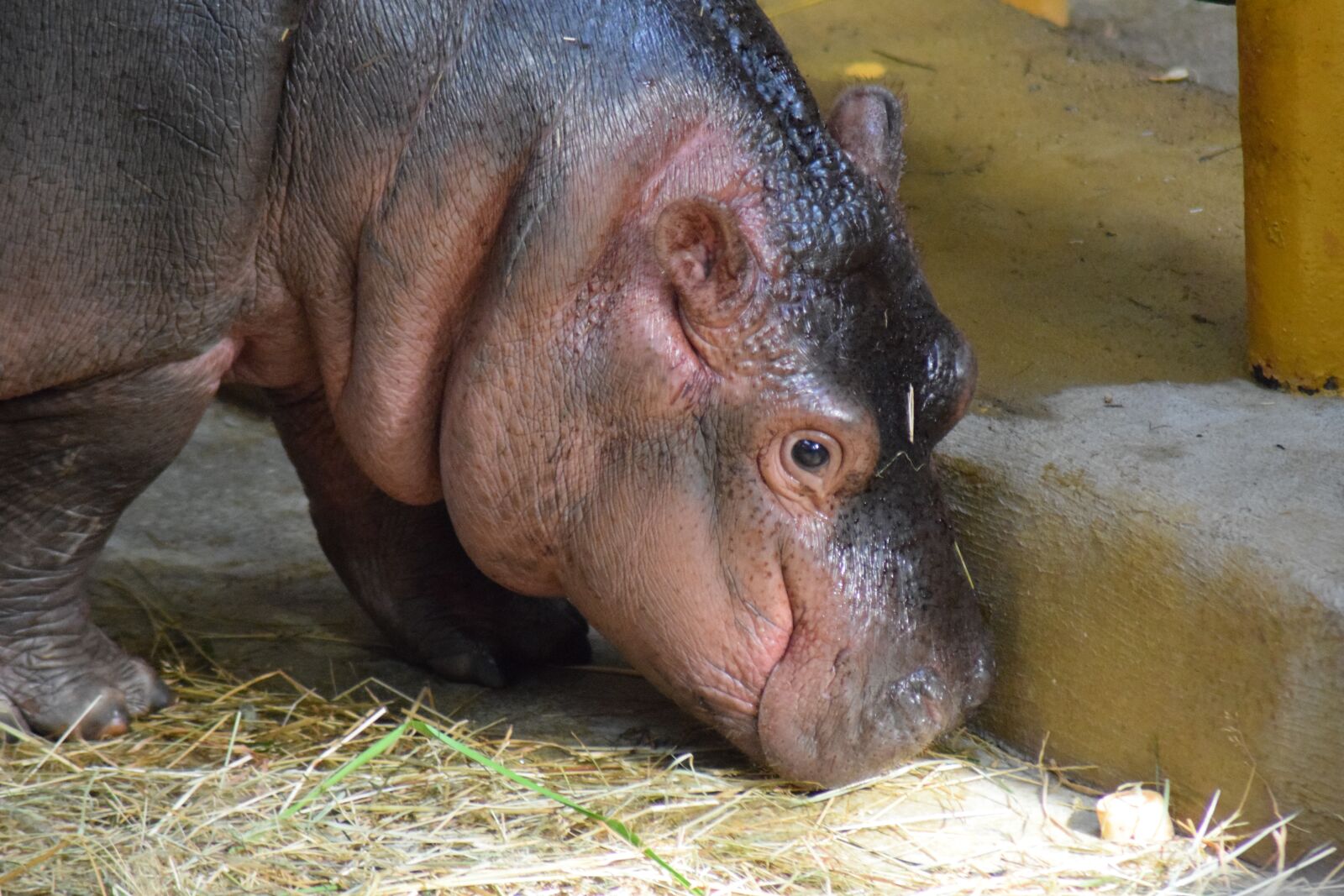 Nikon D3300 sample photo. Hippo, ostrava, zoo photography