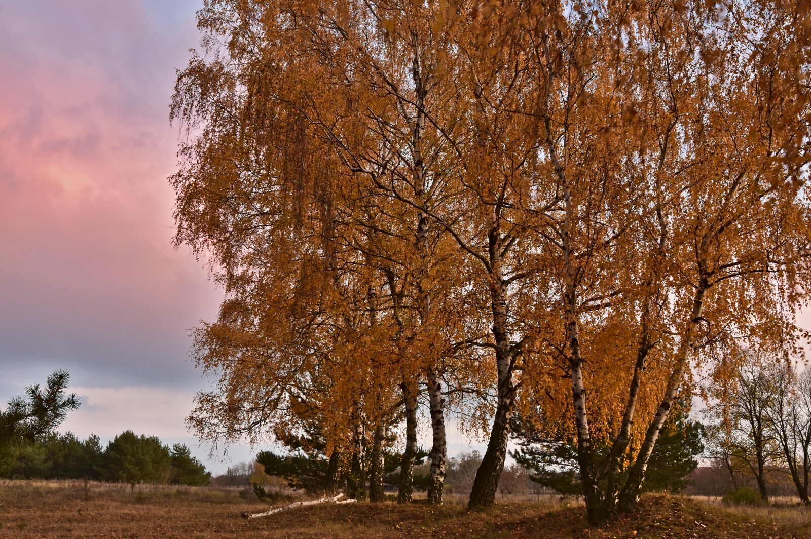 Nikon D5600 sample photo. Birch, deciduous trees, trees photography