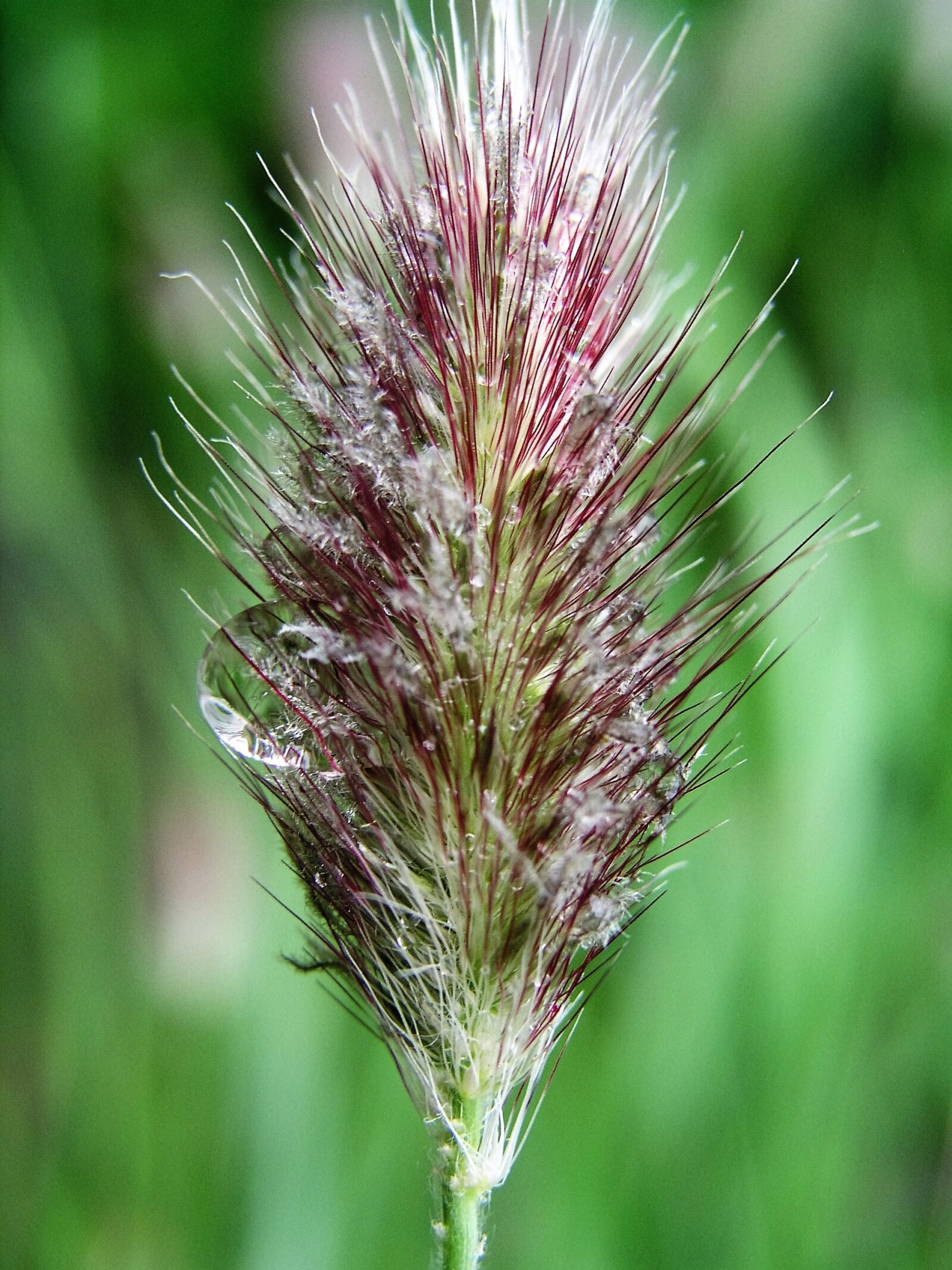 Olympus C5050Z sample photo. Plant, grass, water drops photography