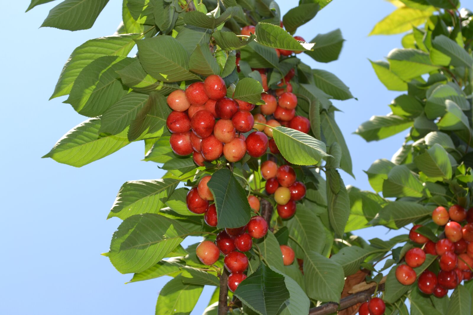 Nikon D3100 sample photo. Cherries, nature, fruit photography