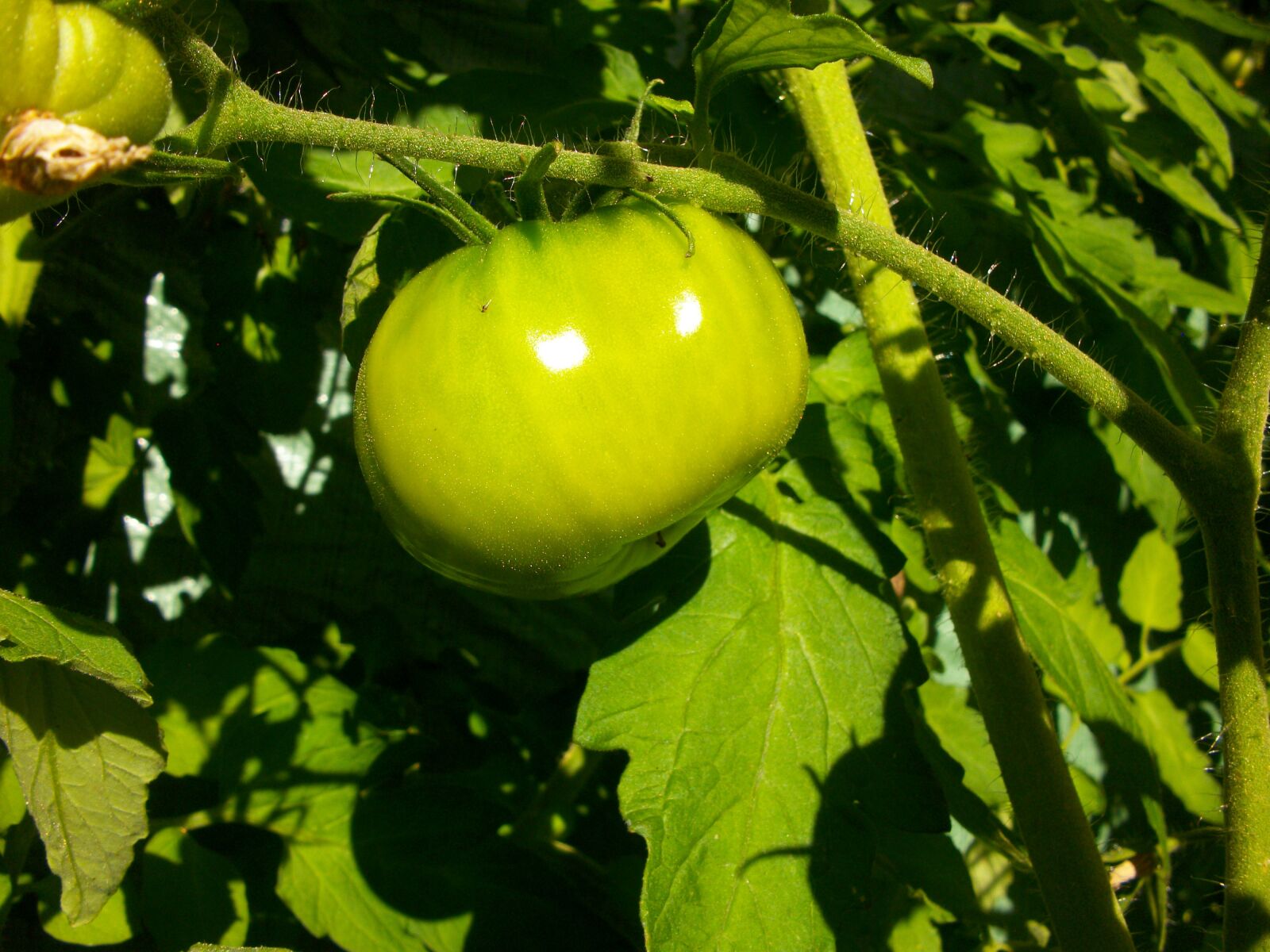 Pentax Optio M85 sample photo. Tomato, garden, vegetable photography