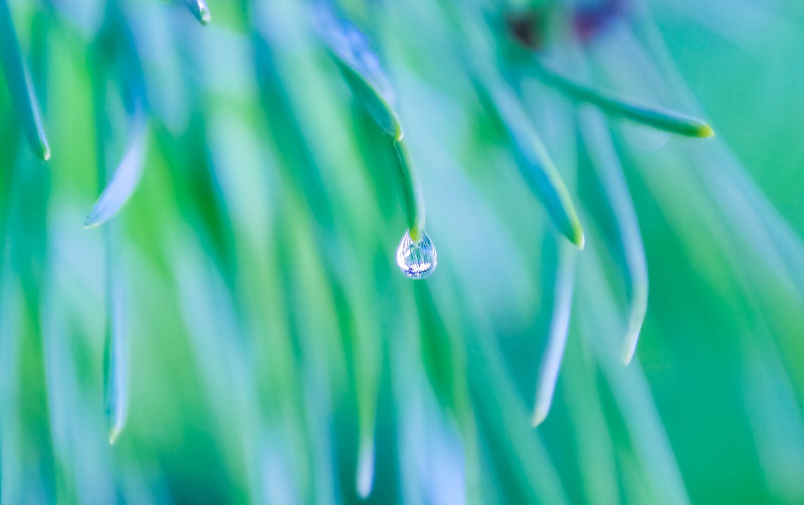 Canon EOS 70D + Tamron 16-300mm F3.5-6.3 Di II VC PZD Macro sample photo. Drop, water, reflection photography