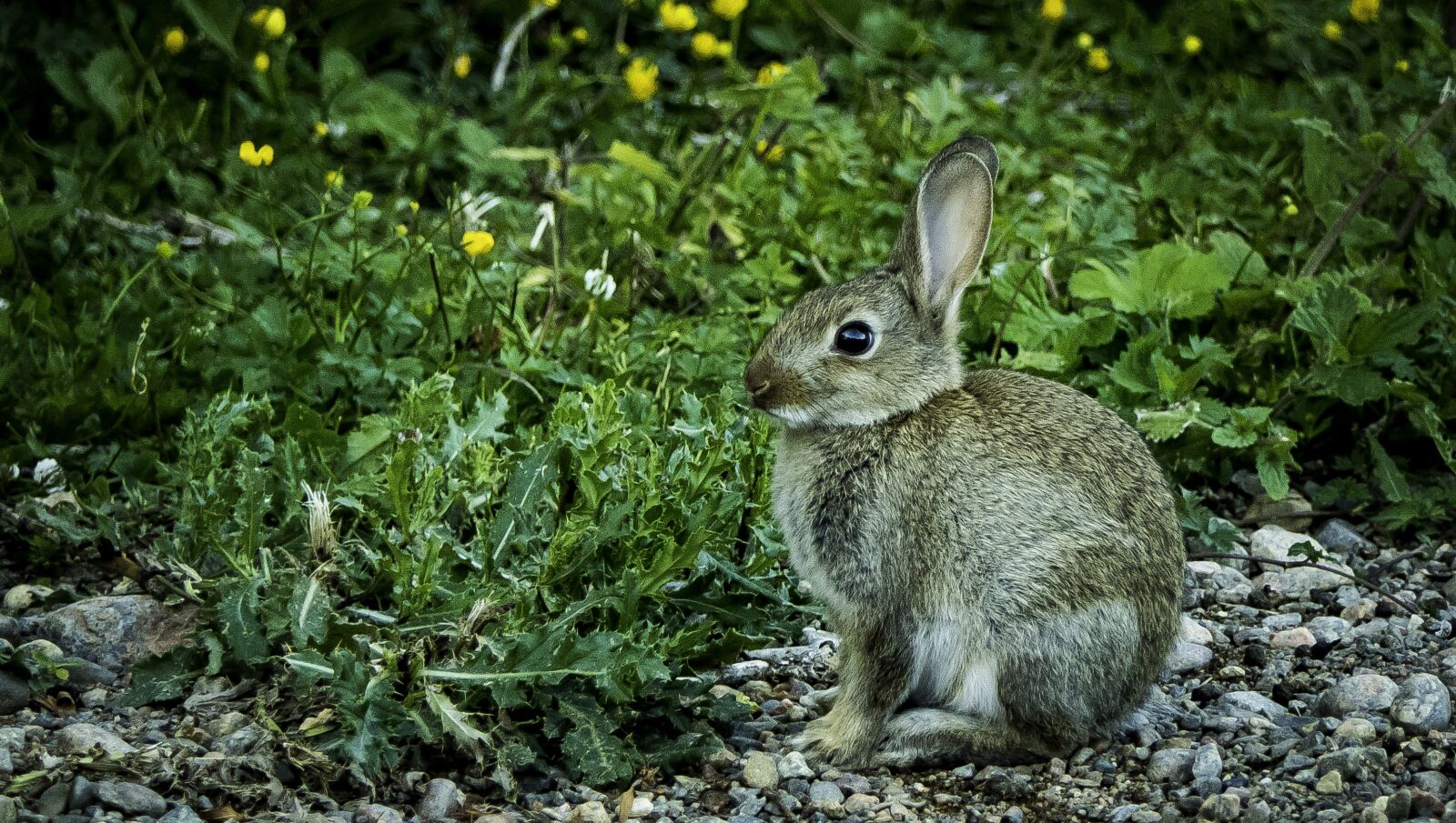 Panasonic Lumix DMC-FZ2500 (Lumix DMC-FZ2000) sample photo. The wild rabbit, rabbit photography