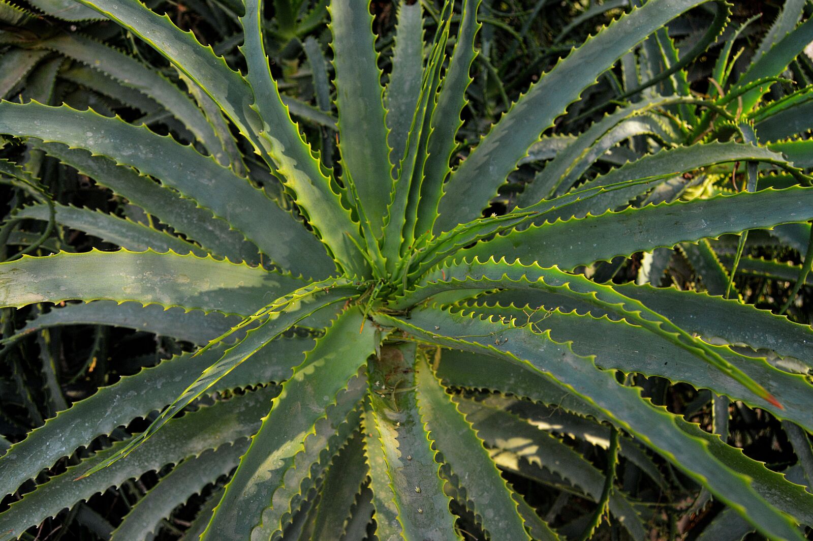 Nikon D3200 sample photo. Cactus, octopus, desert plant photography