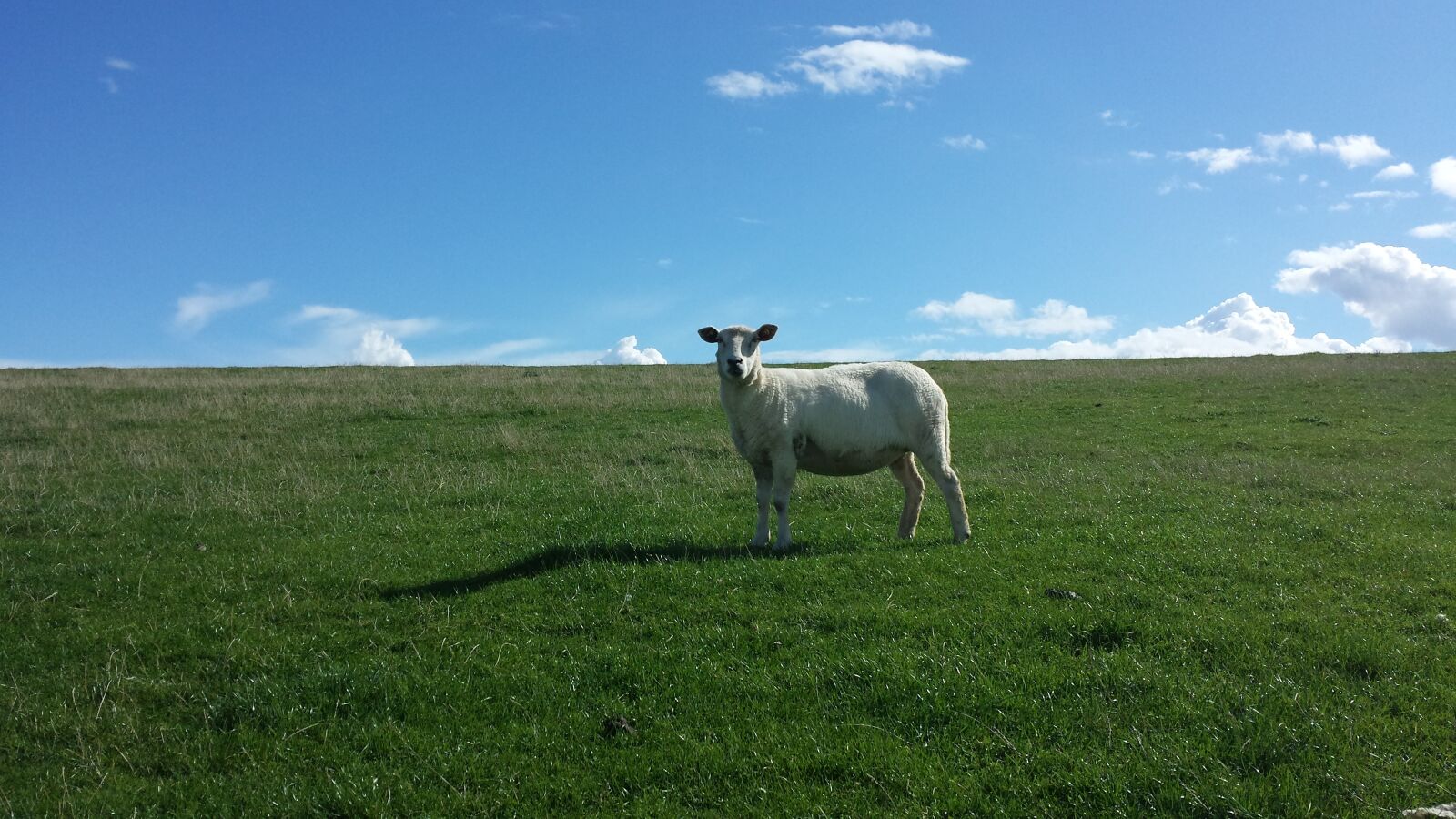 Samsung Galaxy S4 sample photo. Sheep, dike, north sea photography
