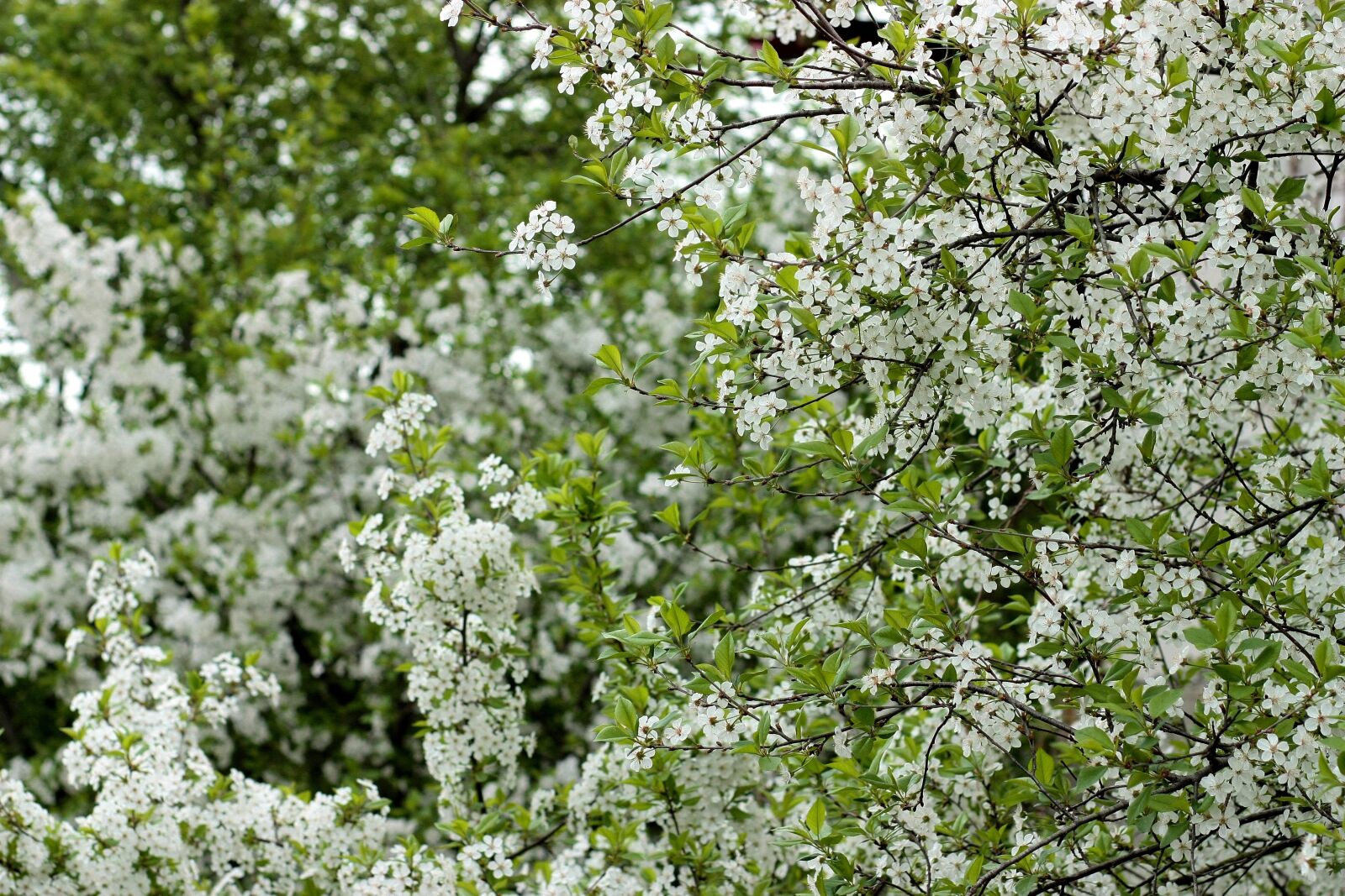 Canon EOS 450D (EOS Rebel XSi / EOS Kiss X2) sample photo. Flowers, white, casey photography
