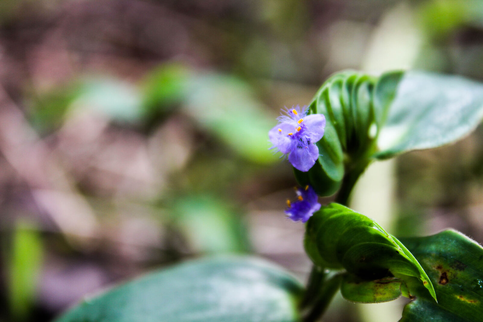 Canon EOS 1300D (EOS Rebel T6 / EOS Kiss X80) sample photo. Desktop, wallpaper, evergreen, flowers photography
