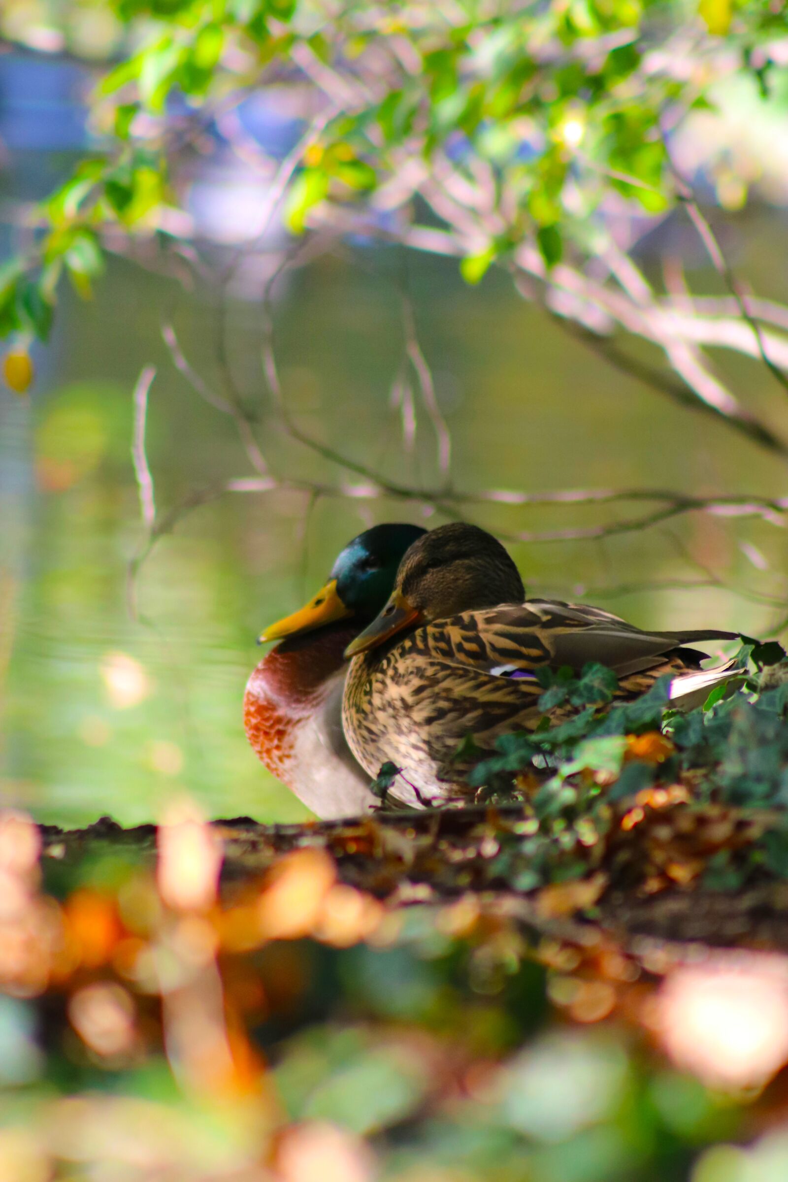 Canon EOS 750D (EOS Rebel T6i / EOS Kiss X8i) sample photo. Ducks, nature, leipzig photography